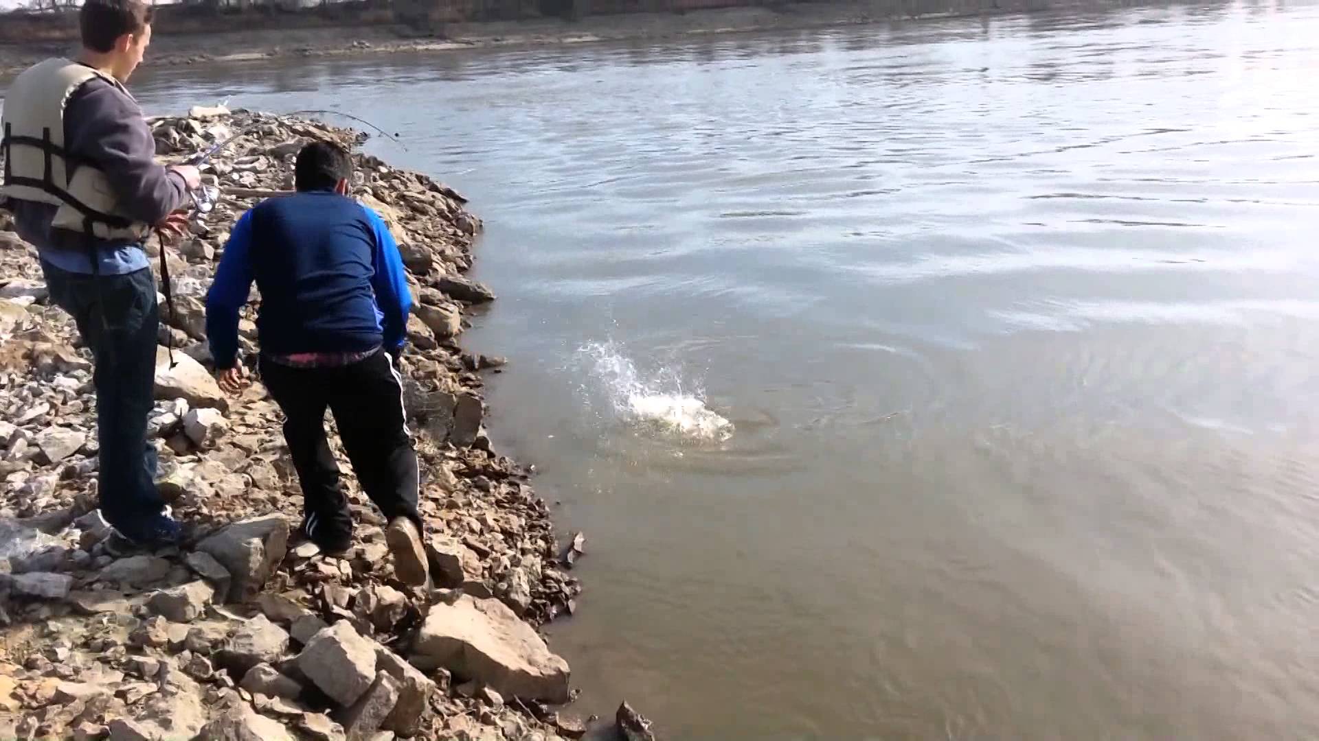 Missouri River Fishing -- Bigmouth Buffalo Fish Catch 2015 - YouTube