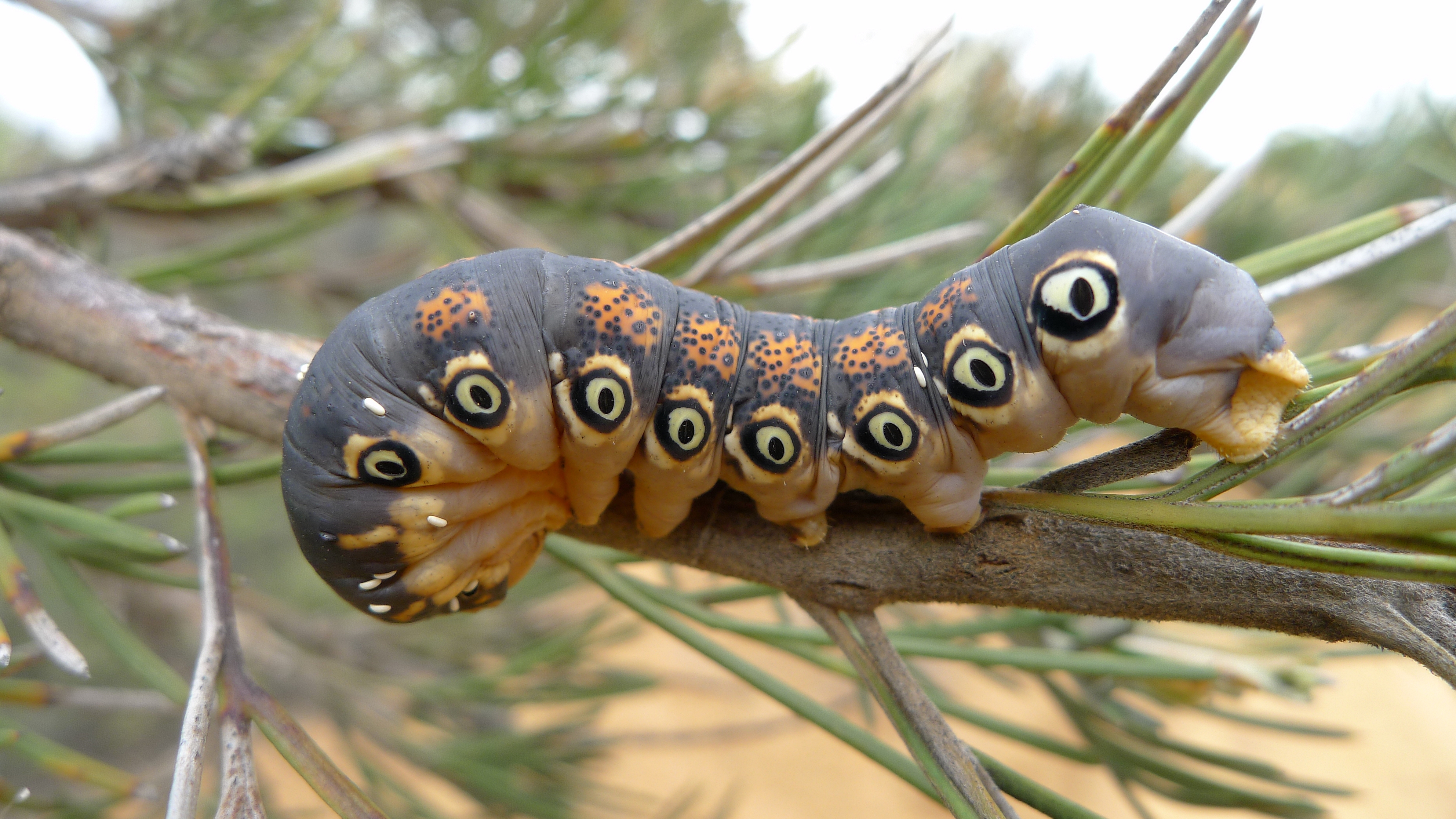 File:Caterpillar of a Dryandra Moth.jpg - Wikimedia Commons