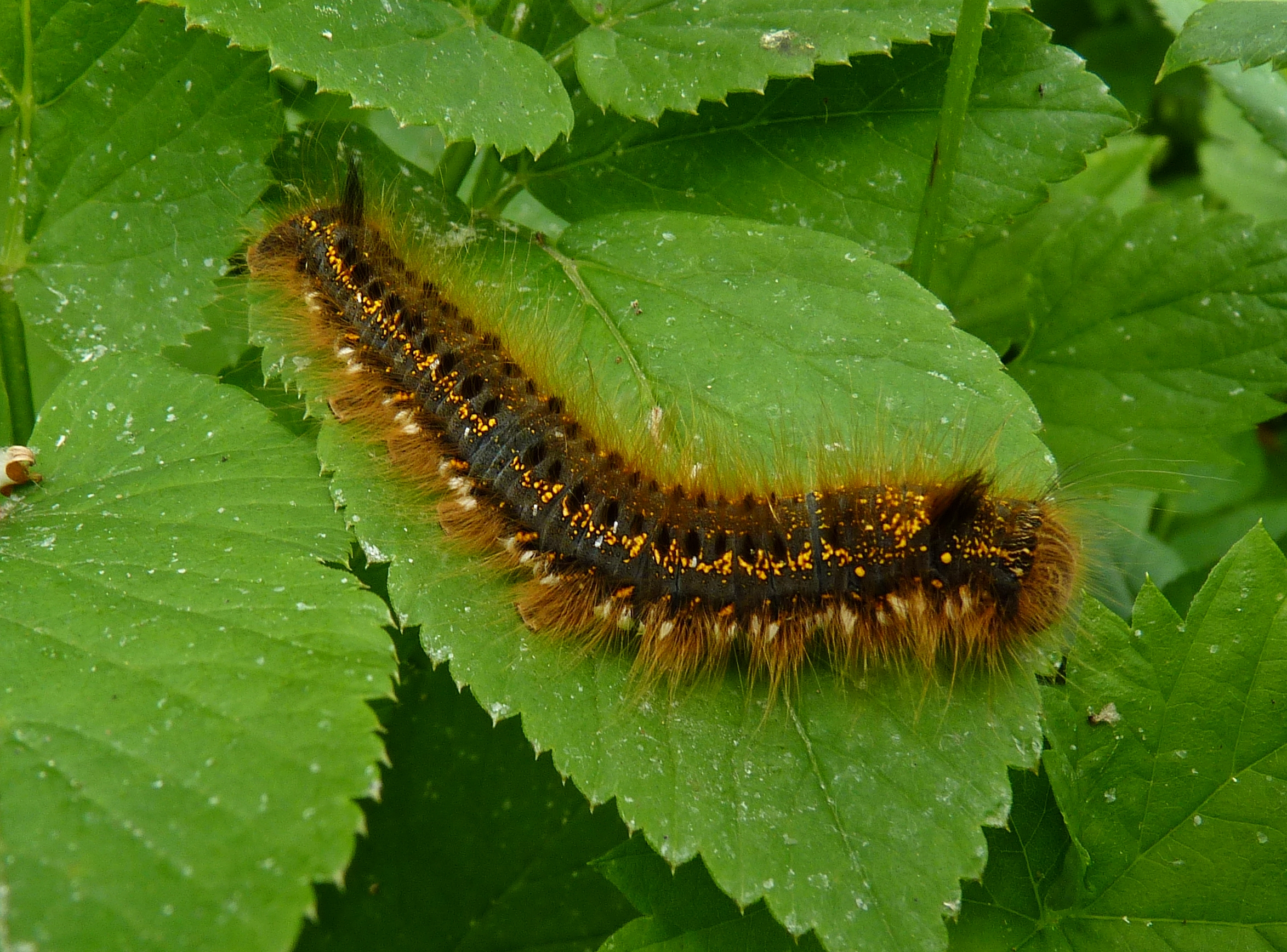 NaturePlus: Caterpillar ID please!