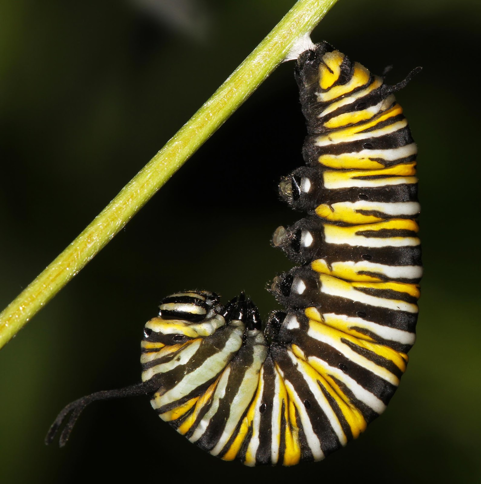 All of Nature: Monarch Caterpillar Changes to Chrysalis