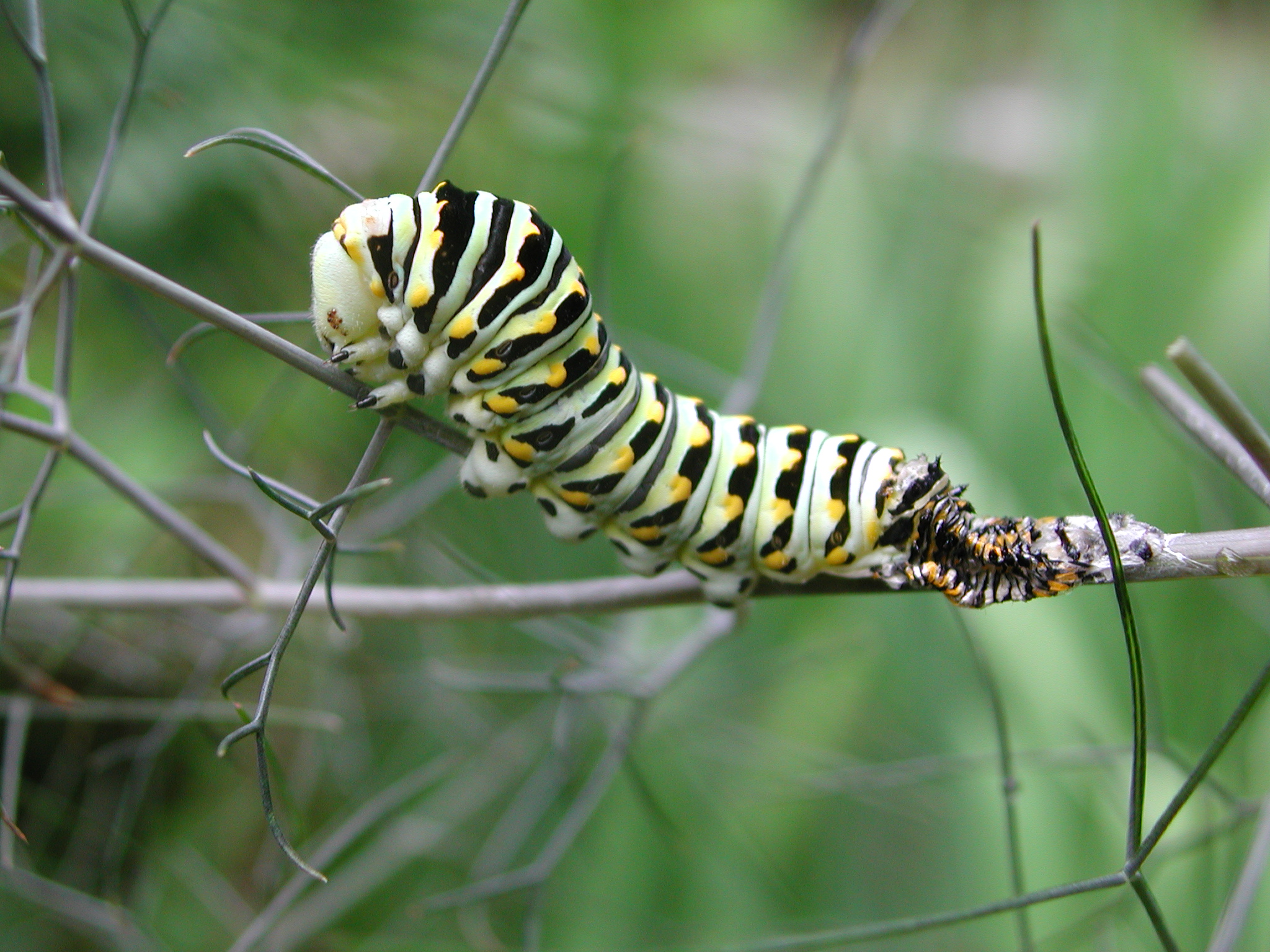 caterpillar | Roads End Naturalist
