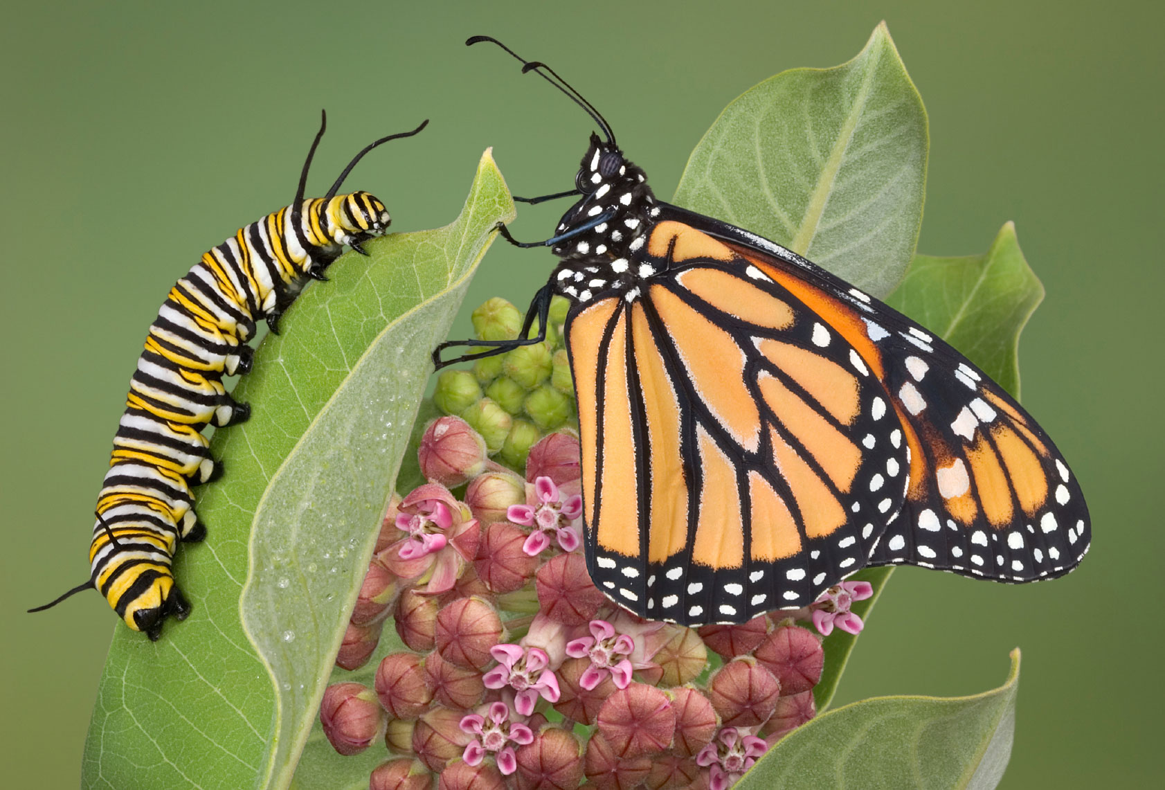 How To Raise Butterflies - Teaching Kids About Caterpillars And ...