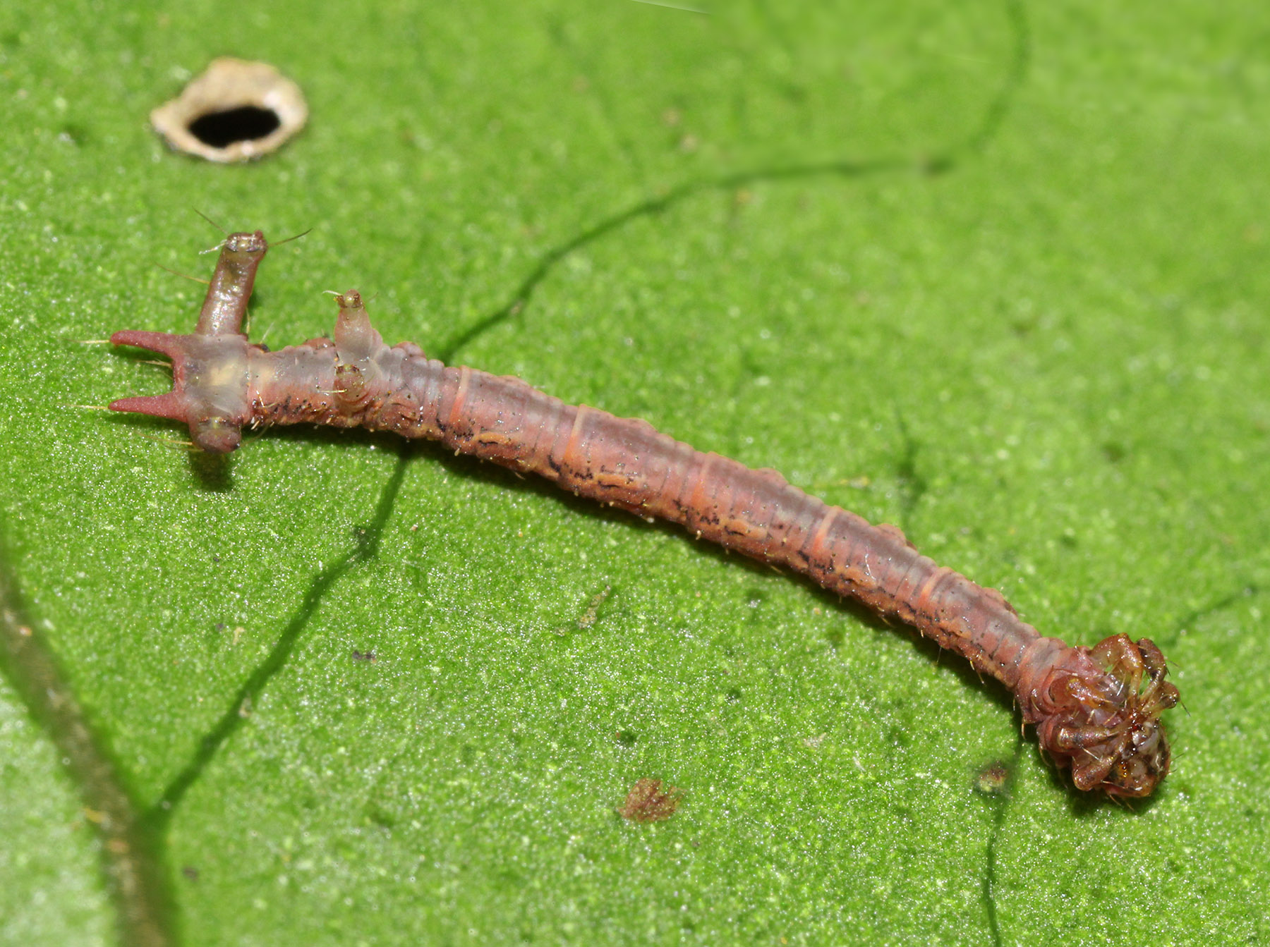 Hawaiian Carnivorous Caterpillar — Eupithecia | Hawaiian Forest