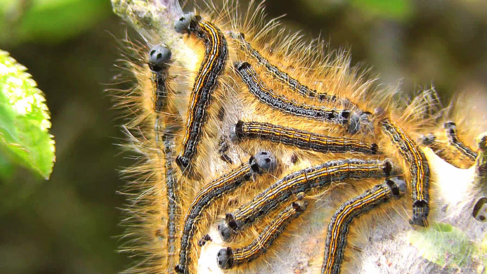 Lackey Moth Hairy Caterpillar Web - YouTube
