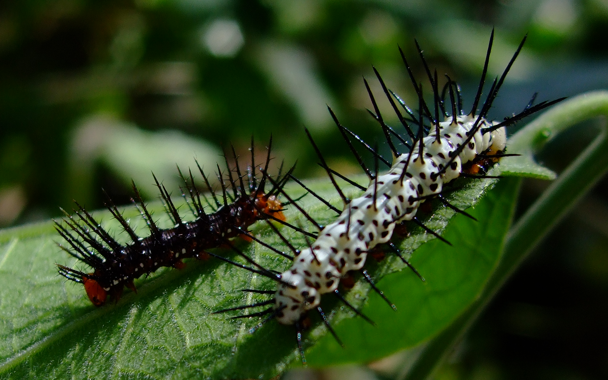 File:Caterpillar-Both-02 crop.JPG - Wikimedia Commons