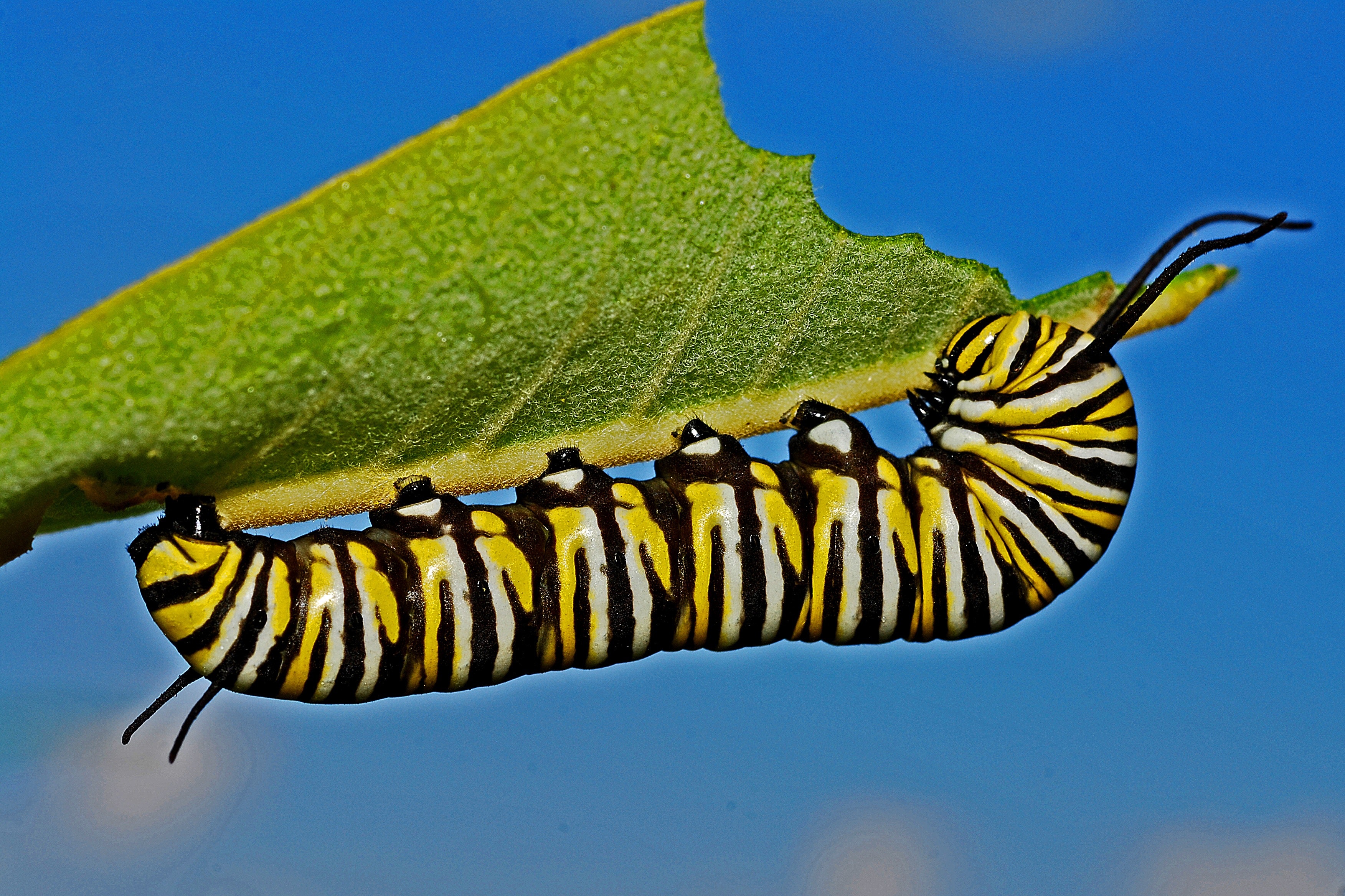 Black Yellow and White Monarch Butterfly Caterpillar · Free Stock Photo