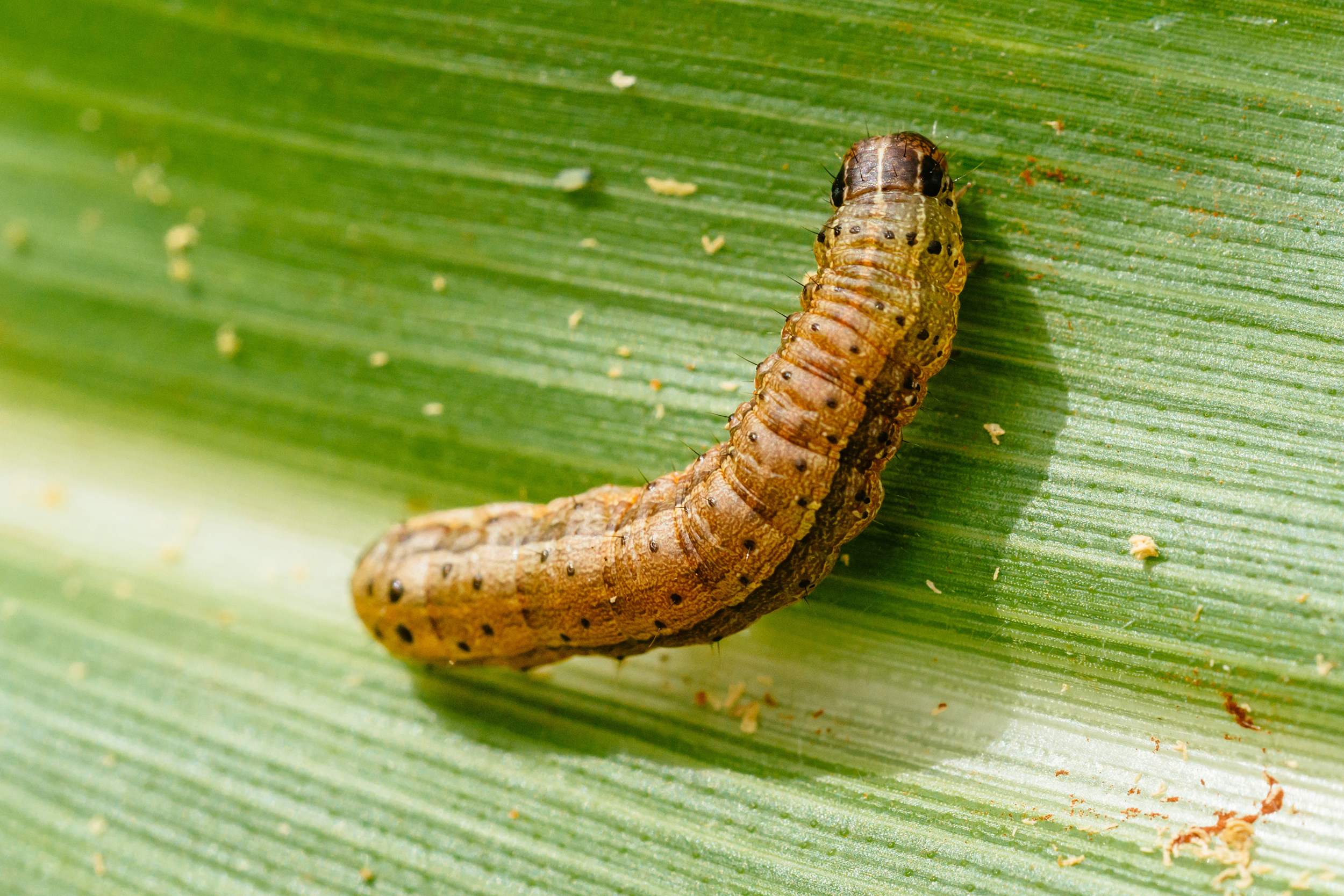 Caterpillar-Grown Flu Vaccine Protects Better Than Egg-Incubated Vaccine