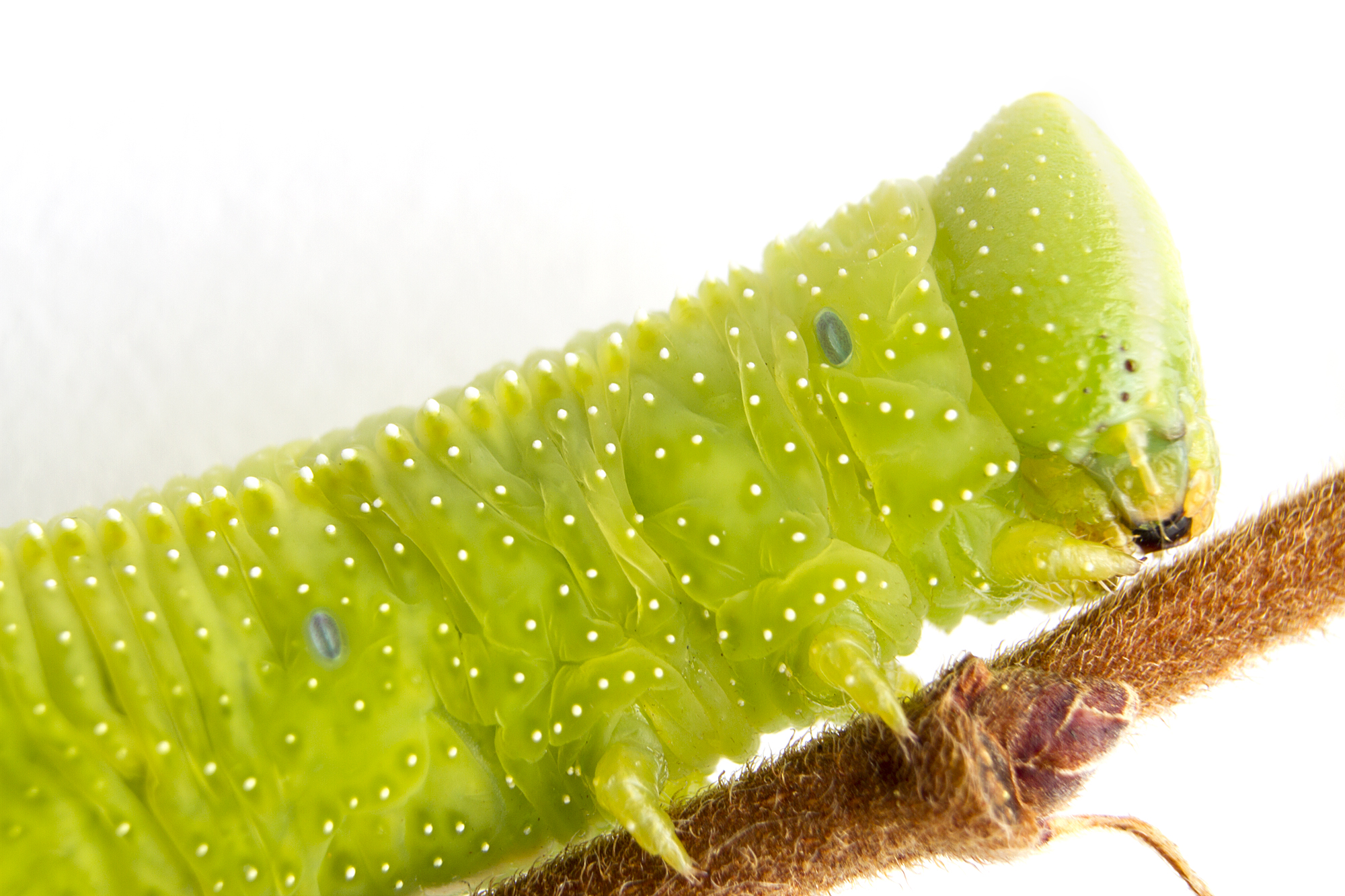 Caterpillar on a twig - close-up photo