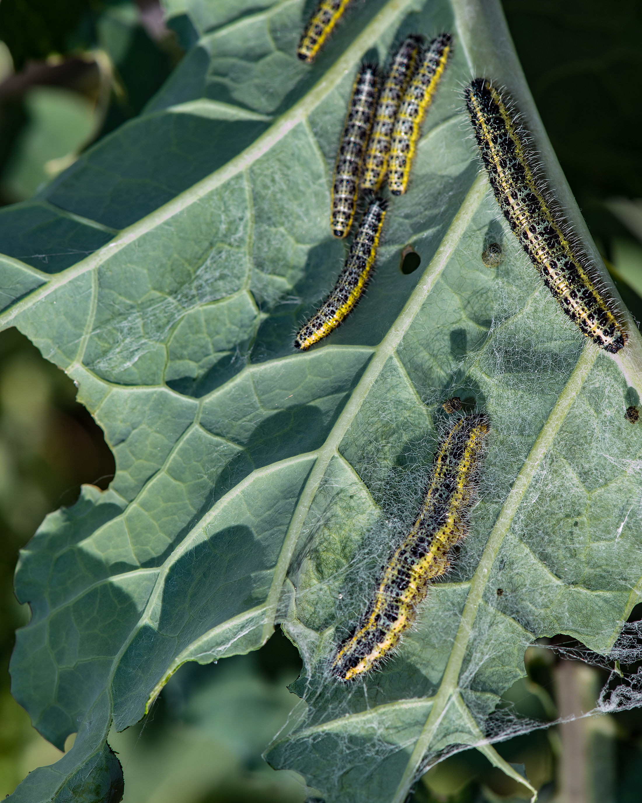 Caterpillars on brassicas – Which? Gardening Helpdesk