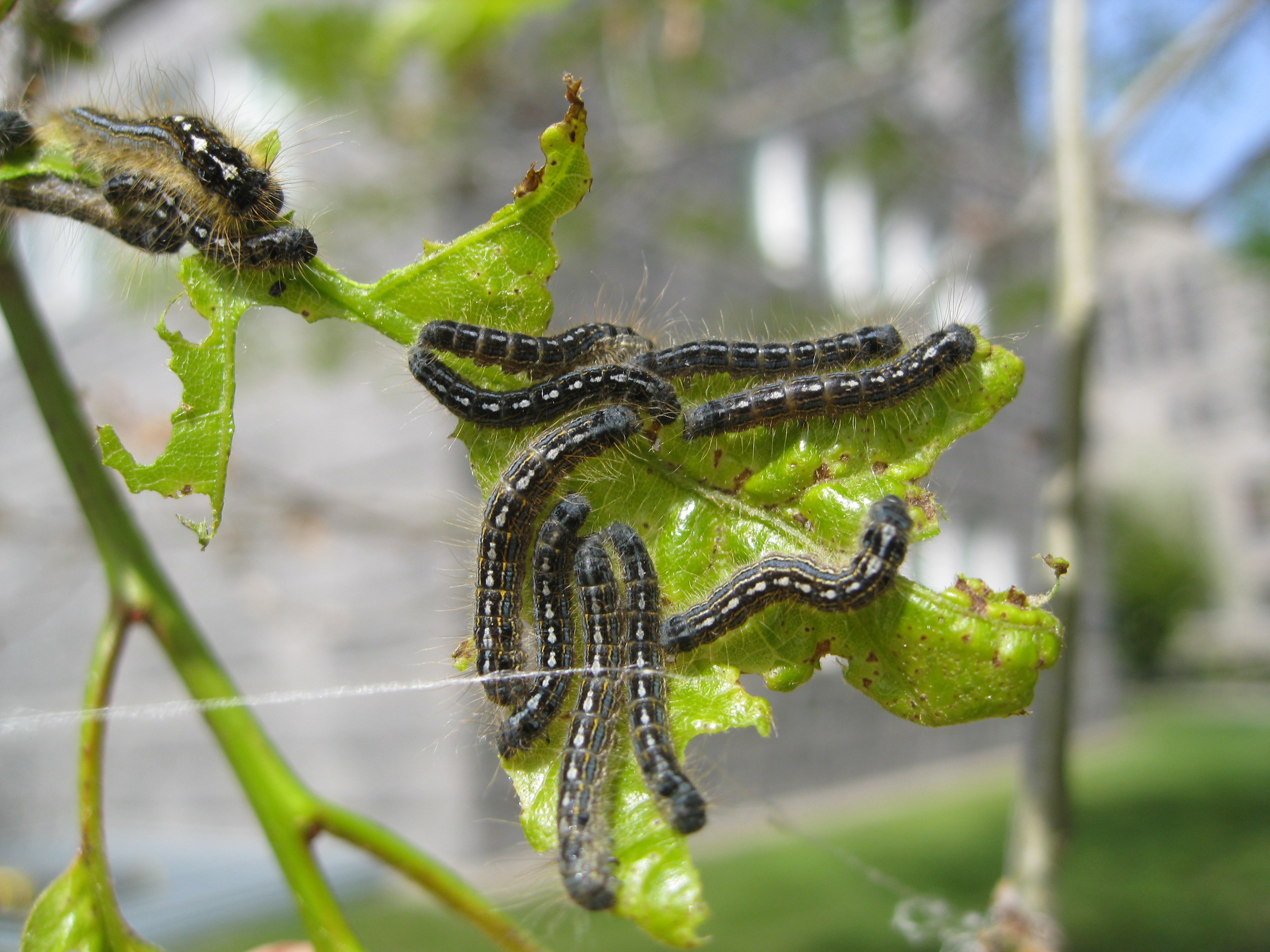 Caterpillar update 5/17/17