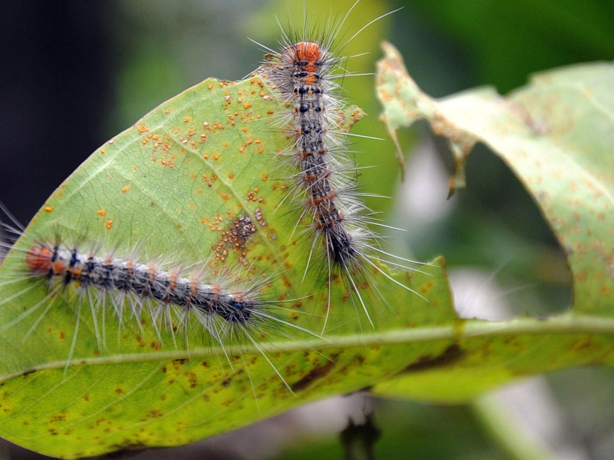 New 'zombie virus' sending caterpillars on a death march | The ...