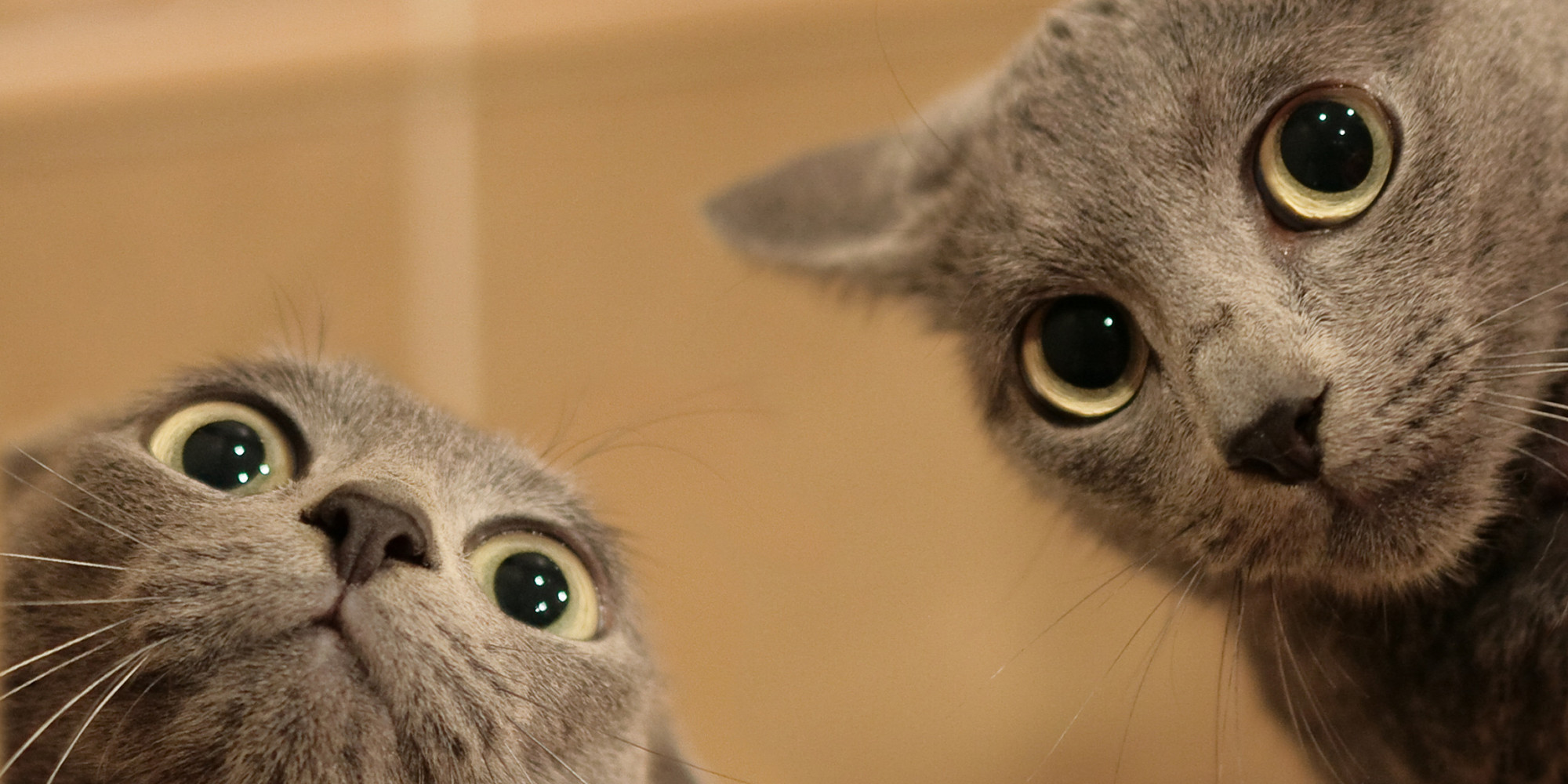A Step-by-Step Guide to Befriending Strange Cats | HuffPost