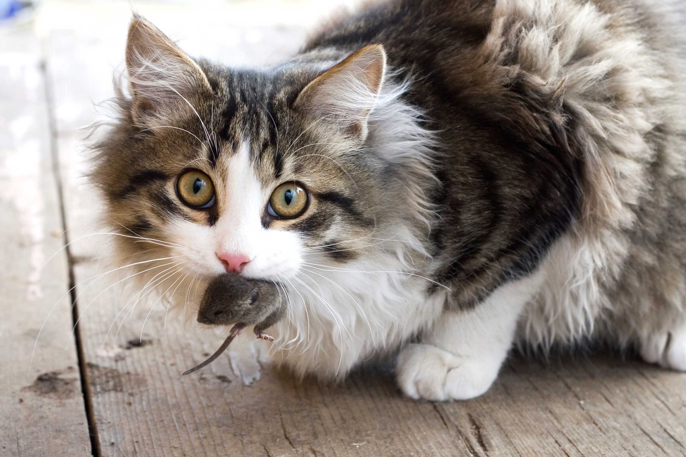 Cat Behavior: Things Your Cat Wants to Tell You | Reader's Digest