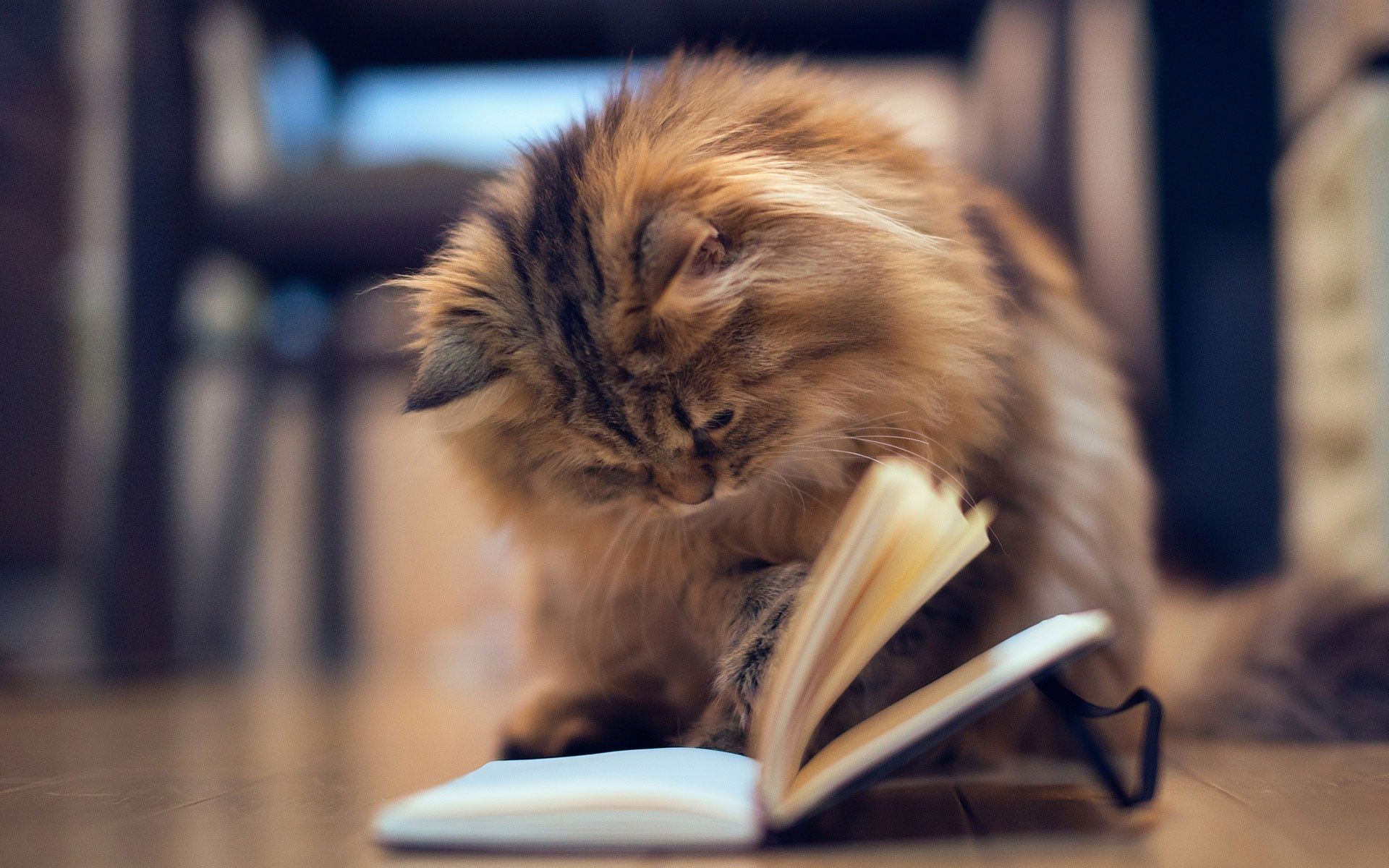 Cat Read Book HD Wallpaper | Cool Wallpapers | Pinterest | Hd ...