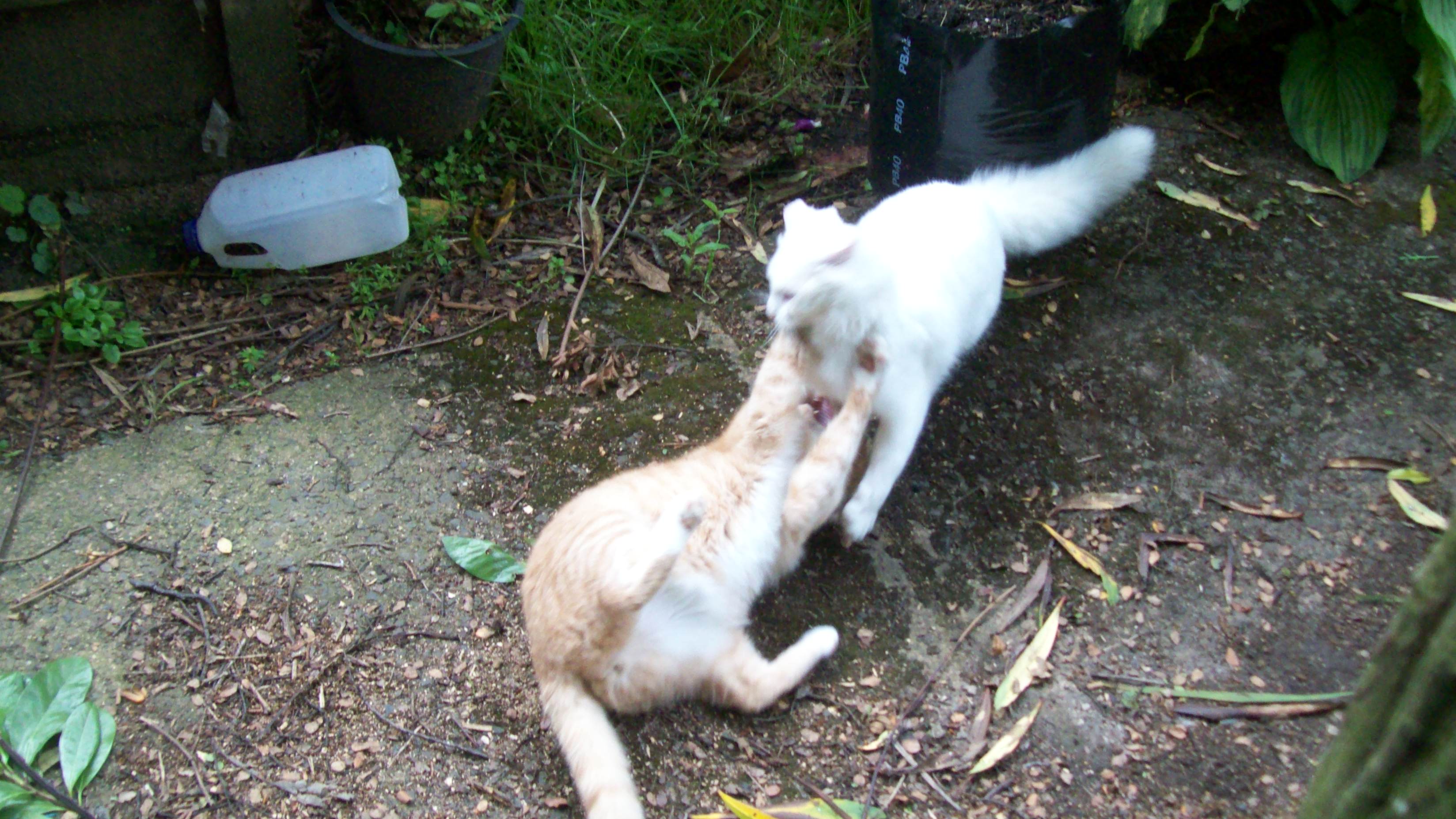 Cats fight standoff, Animal, Jump, Scratch, Roll, HQ Photo