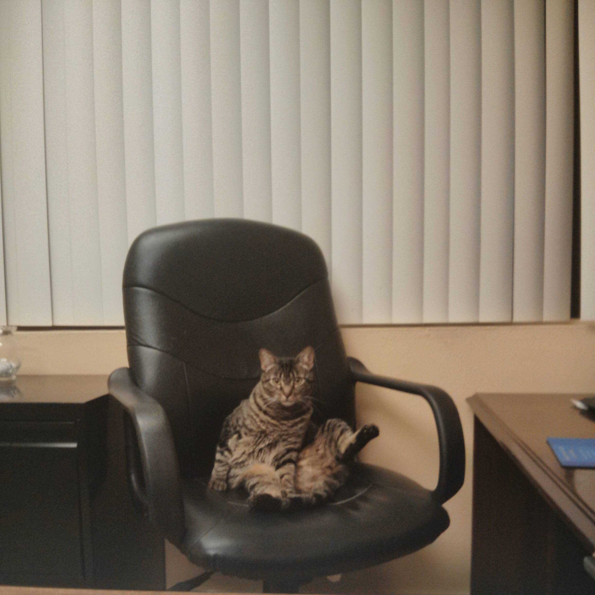one cat, one plastic chair : gifs