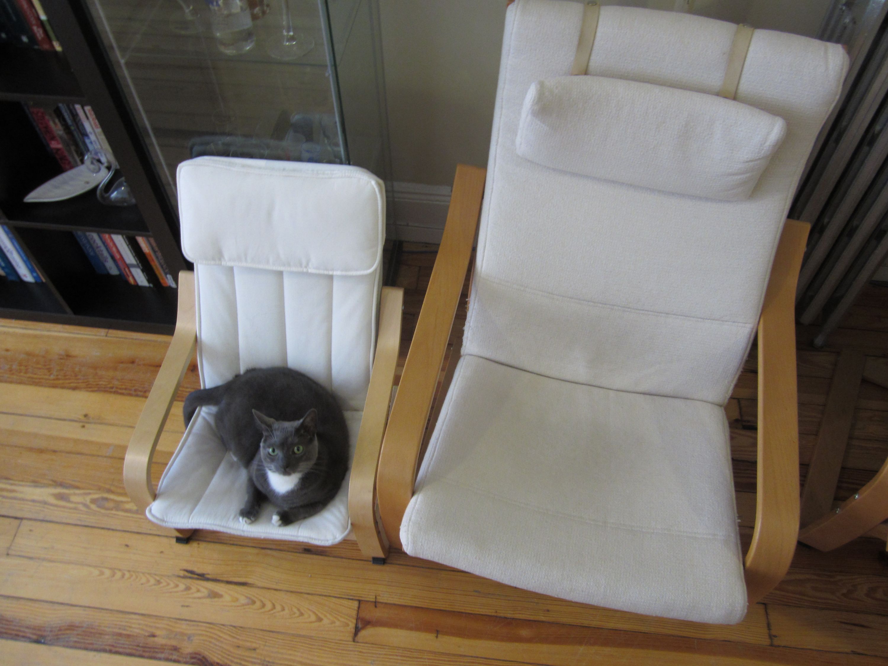 Thanks mom the Ikea mini chair is perfect! | Cats! ^.^ | Pinterest ...