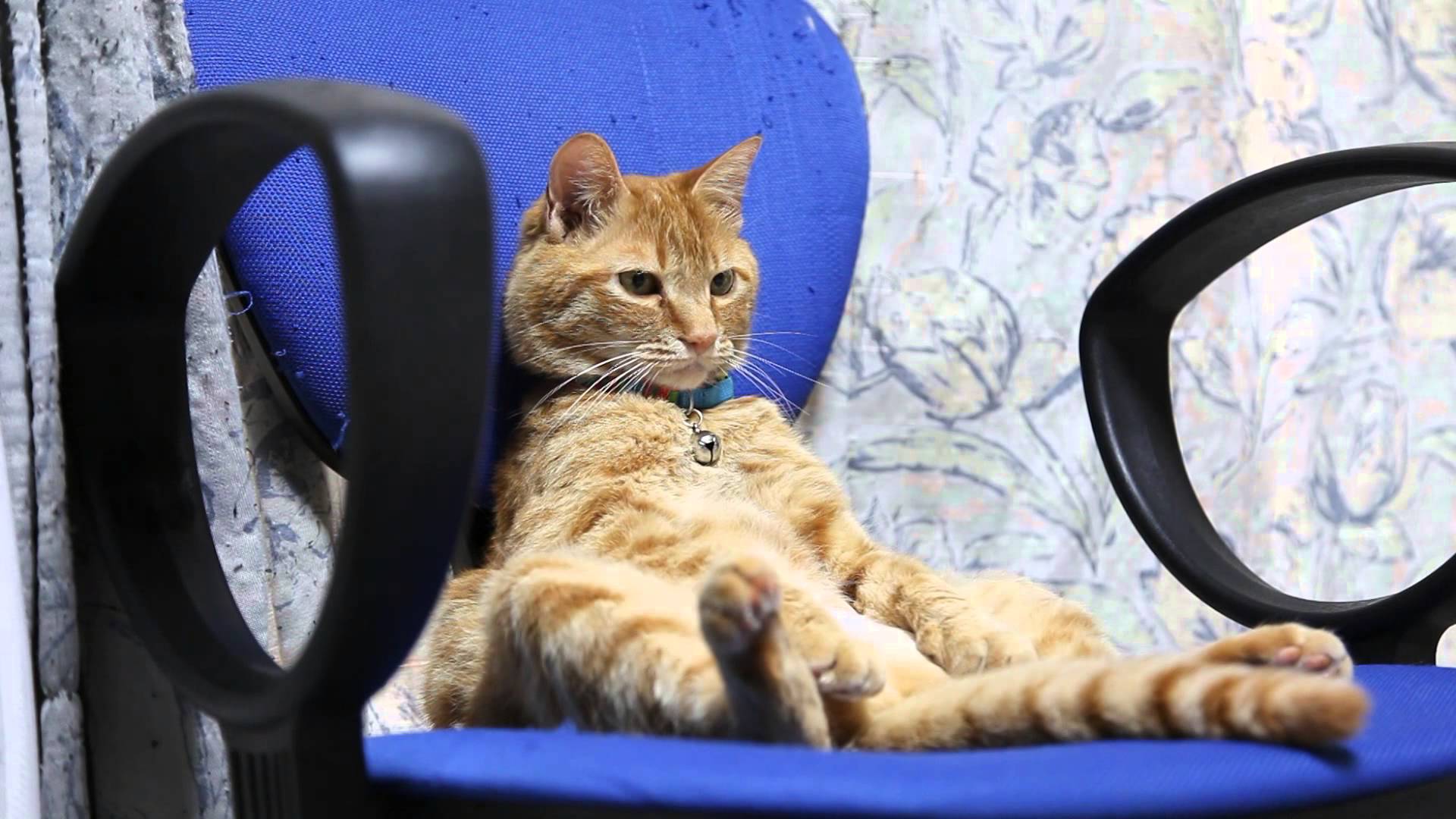 椅子に座る猫 Cat sitting in a chair 2014#6 | Kitteh Fun | Pinterest ...