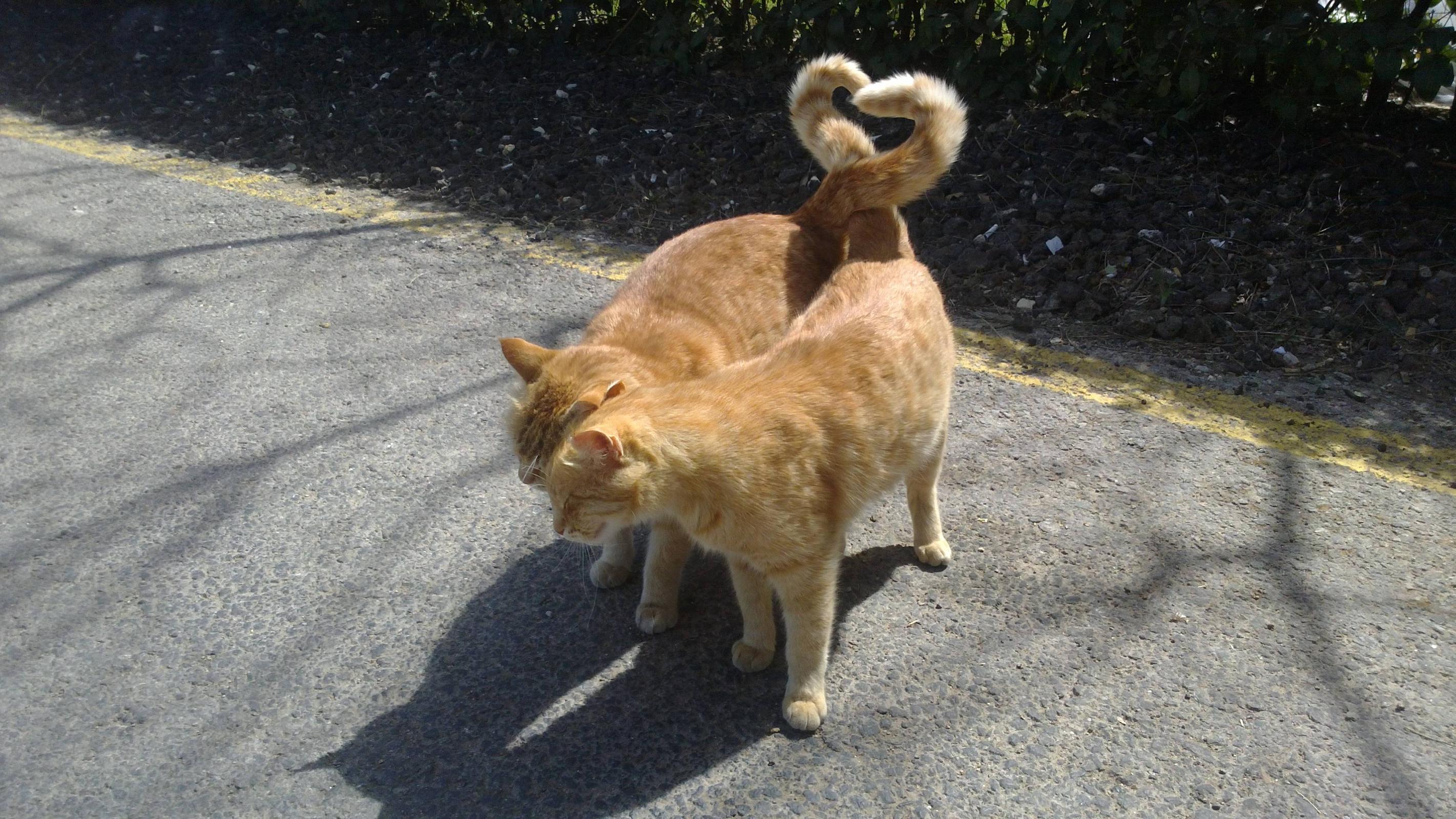 Stray Cats in Love - Imgur