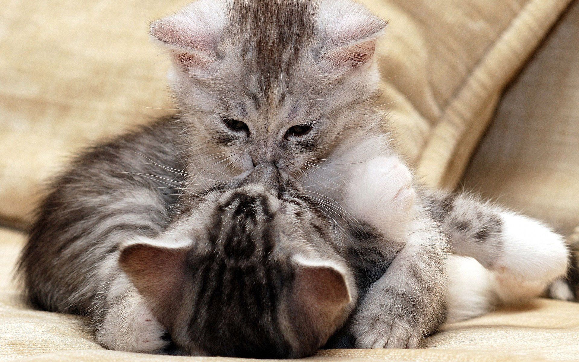 desktop-hd-pictures-of-cats-in-love.jpg | CAT PETS | Pinterest | Cat ...