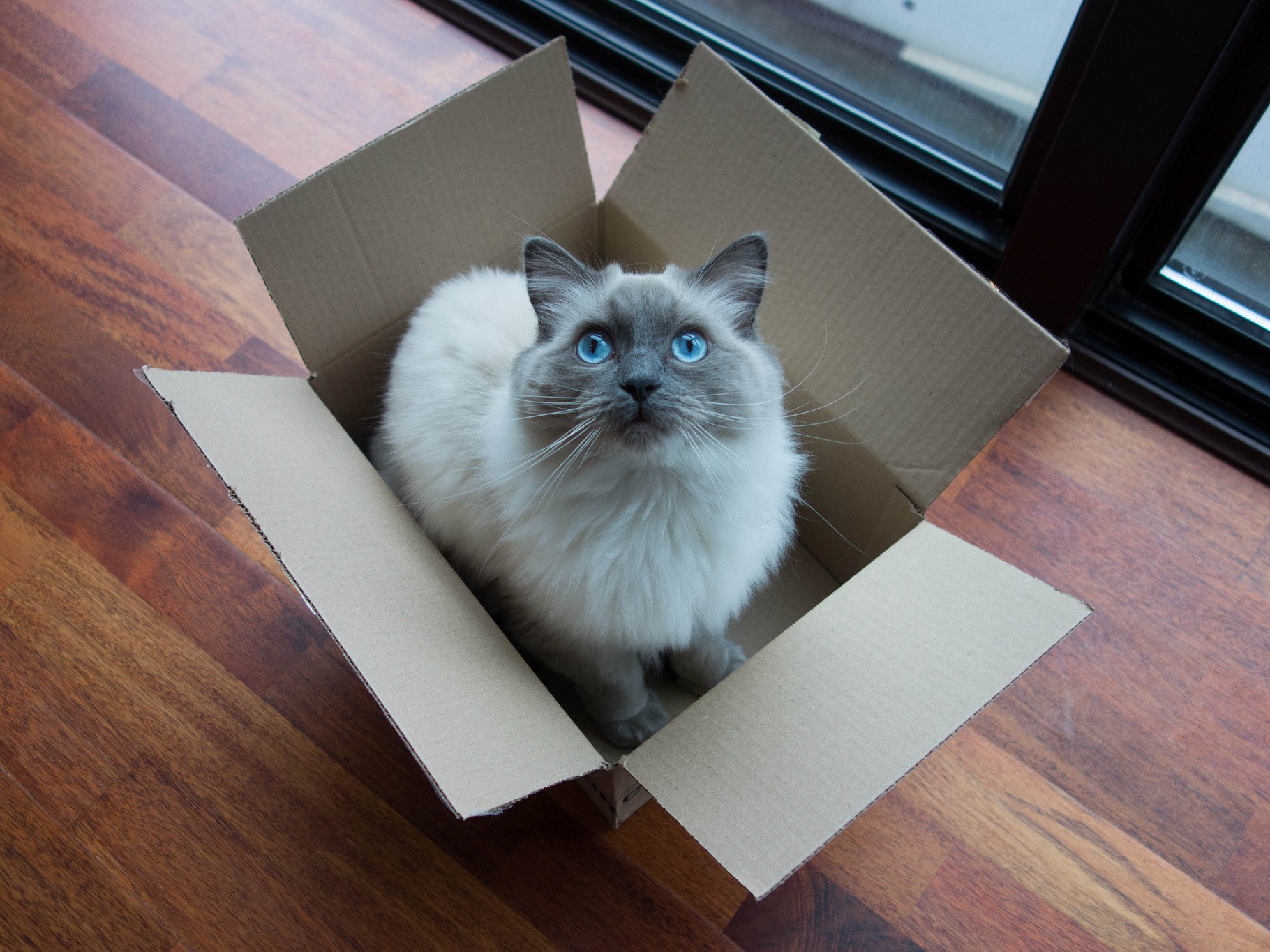 What's Up With That: Why Do Cats Love Boxes So Much? | WIRED