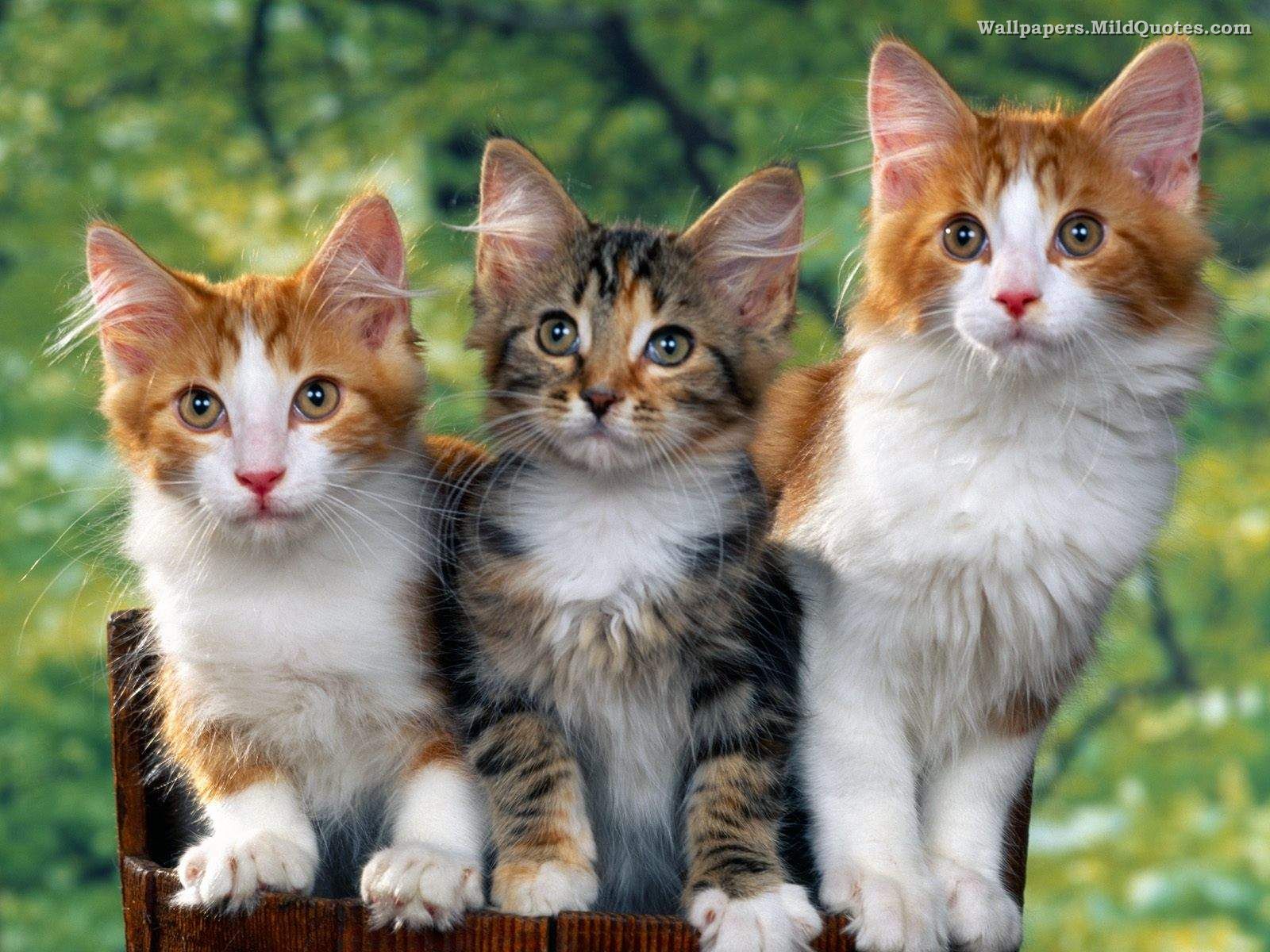 Lots Of Cats Togeth HD Wallpaper, Background Images