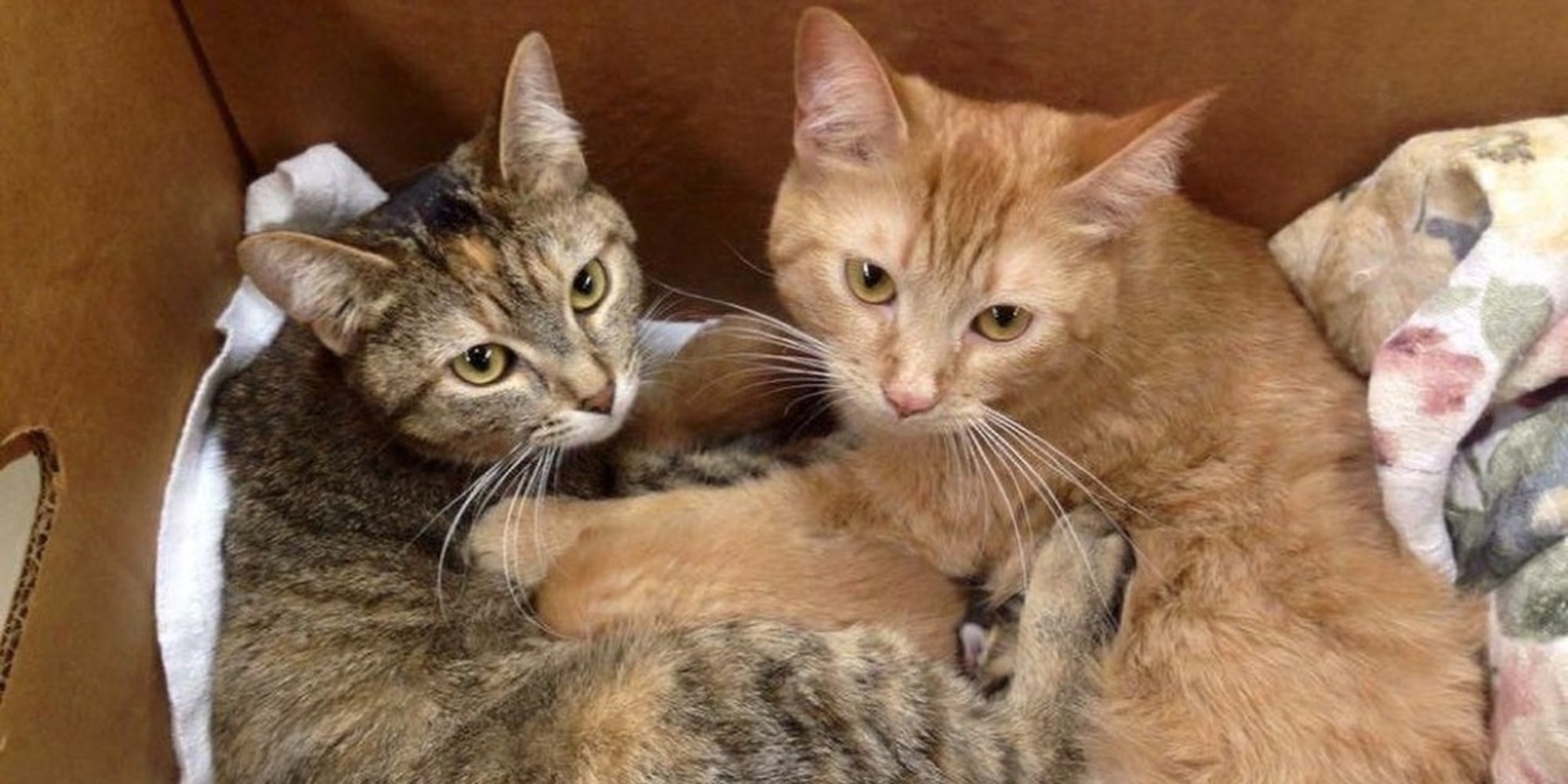 2 Rescue Mama Cats Found Clutched Together with 8 Babies Born Just ...