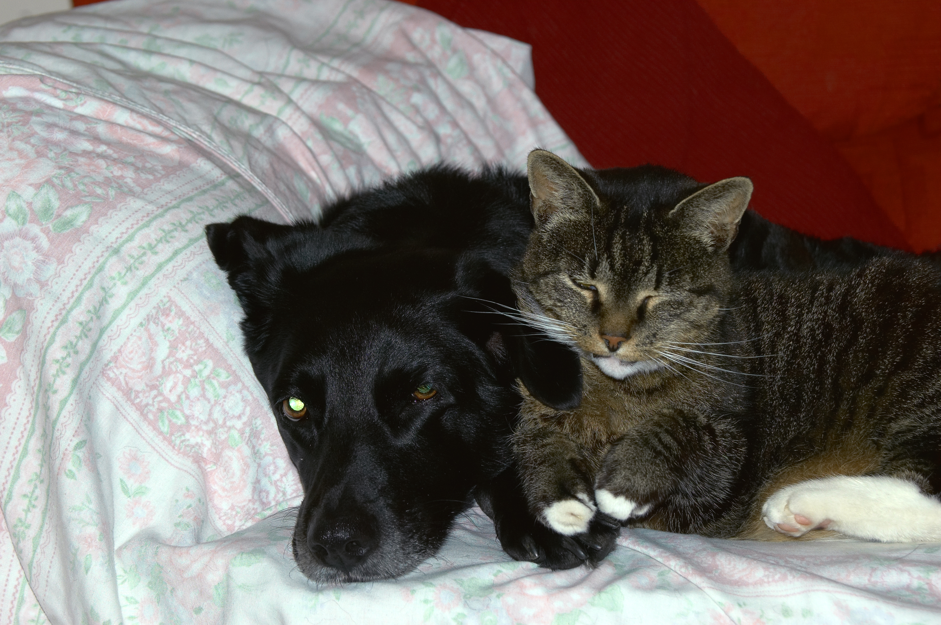 Cats & Dogs Living Together