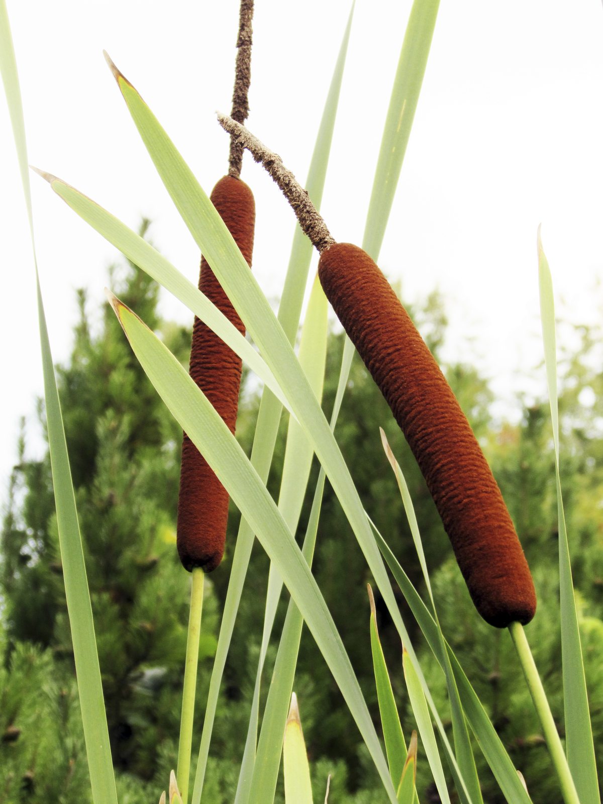Edible Parts Of Cattail Plants: What Parts Of Cattail Are Edible