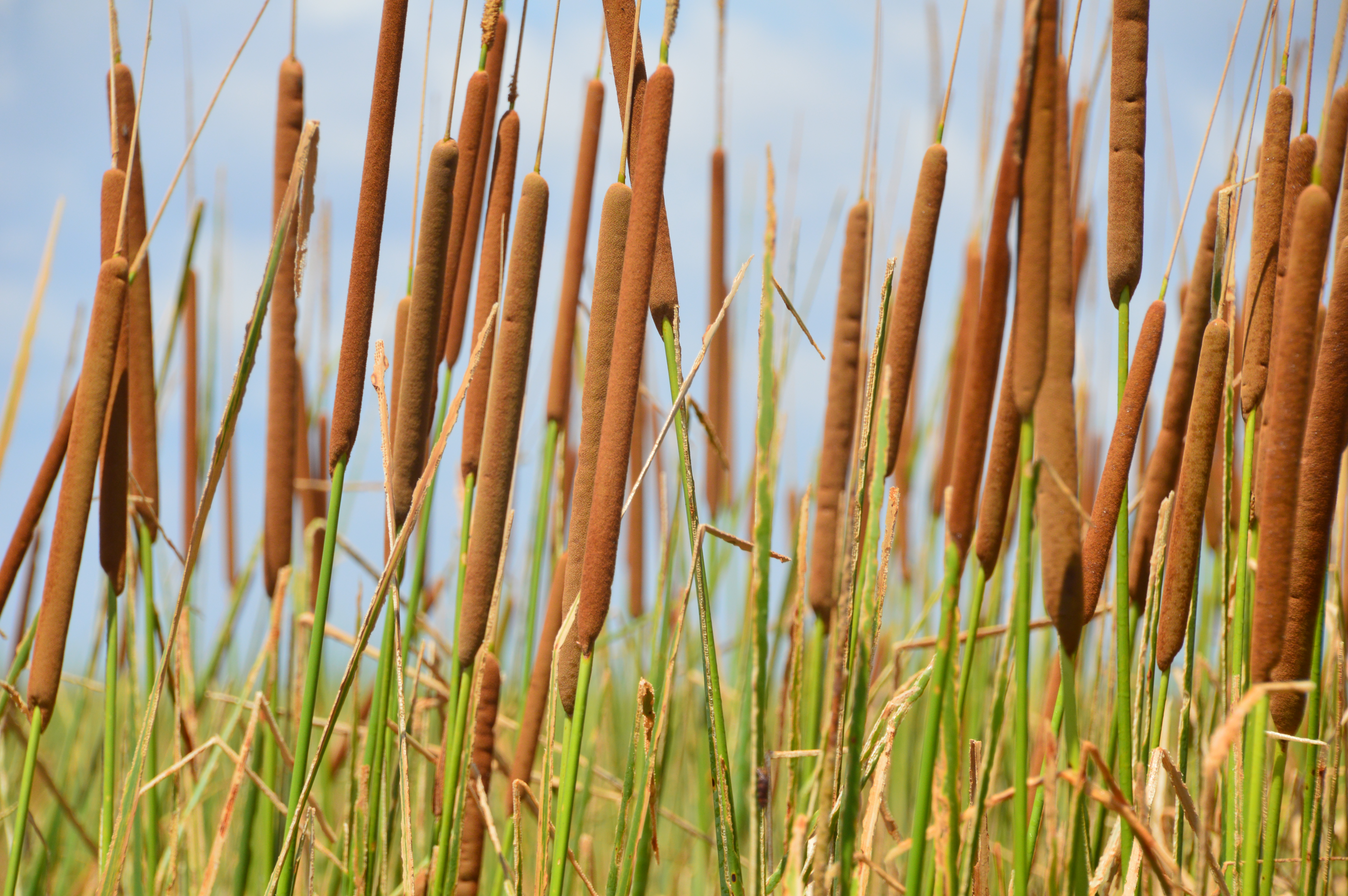 Tending the Cattails | Oklahoma Department of Wildlife Conservation