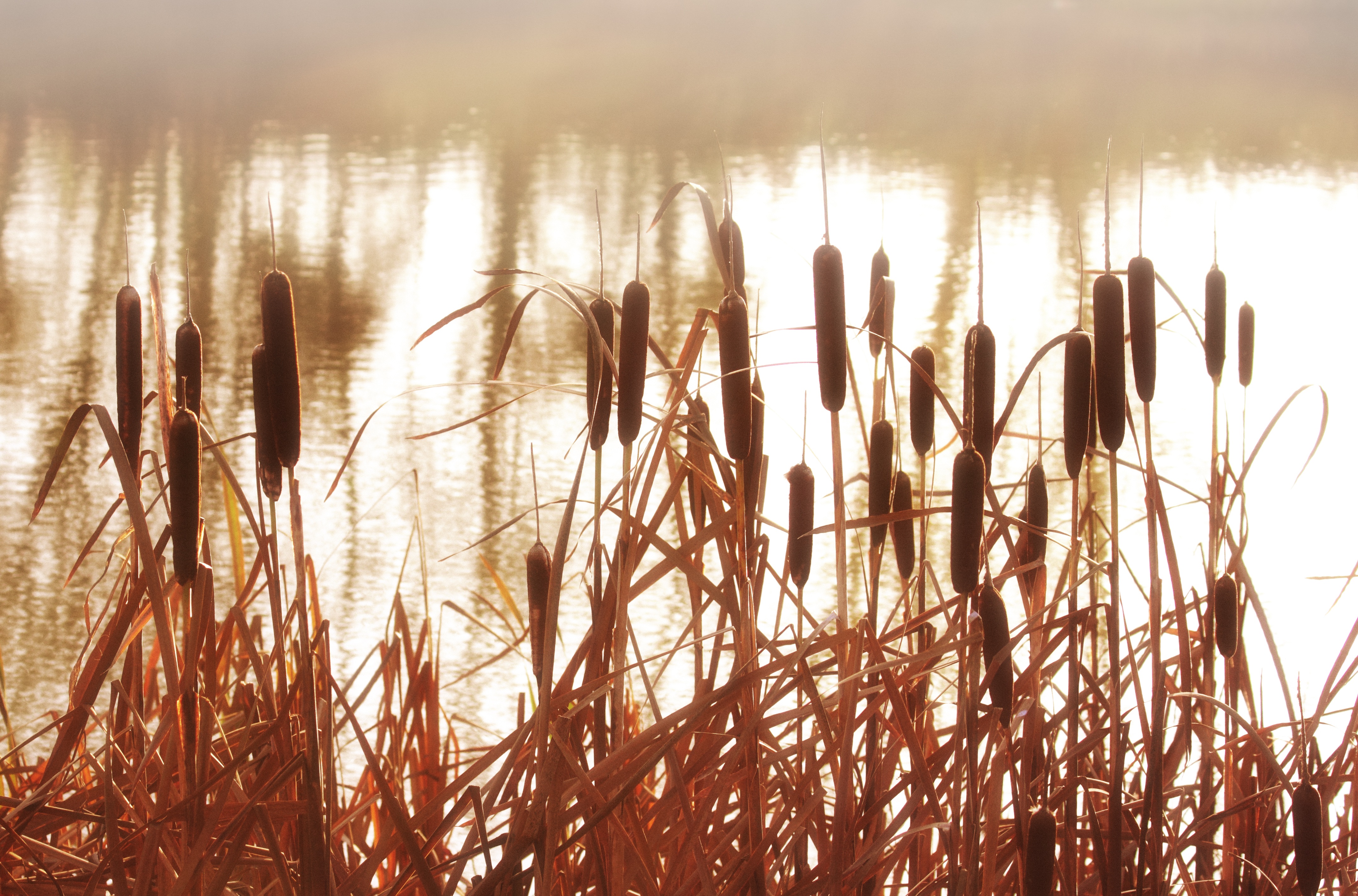 Cattails in the mist photo