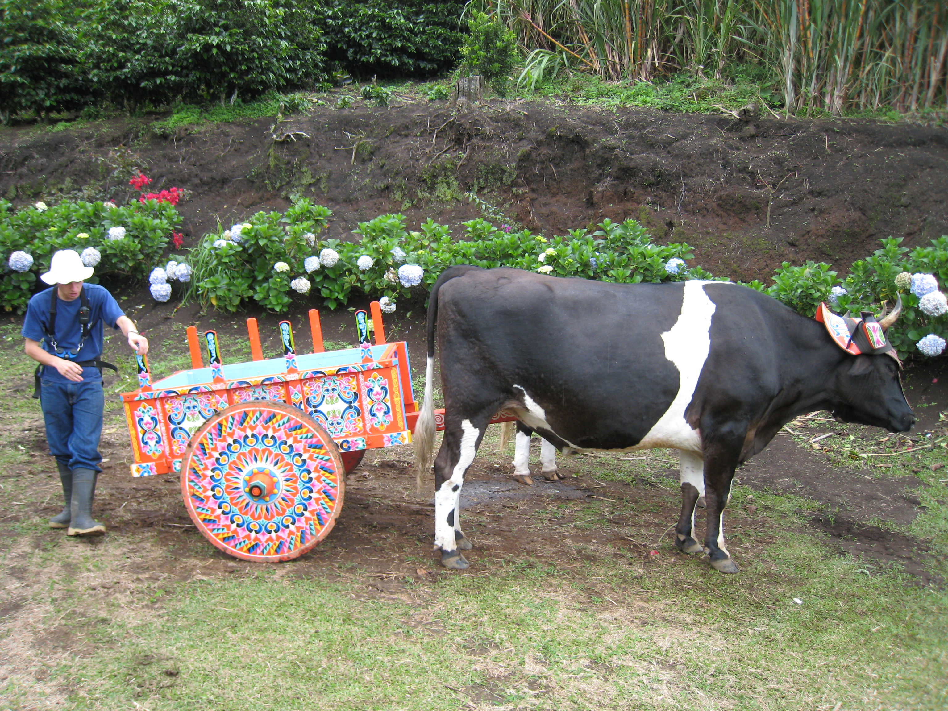 File:The cow pushing the decorated cart.jpg - Wikimedia Commons