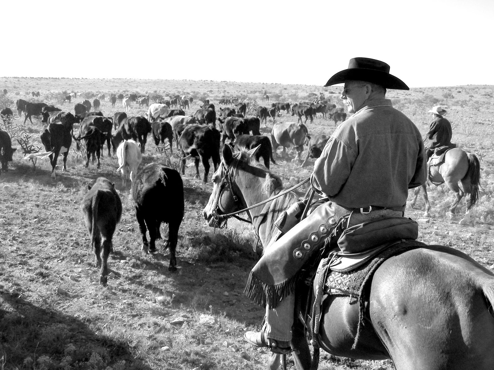 Cattle drive photo
