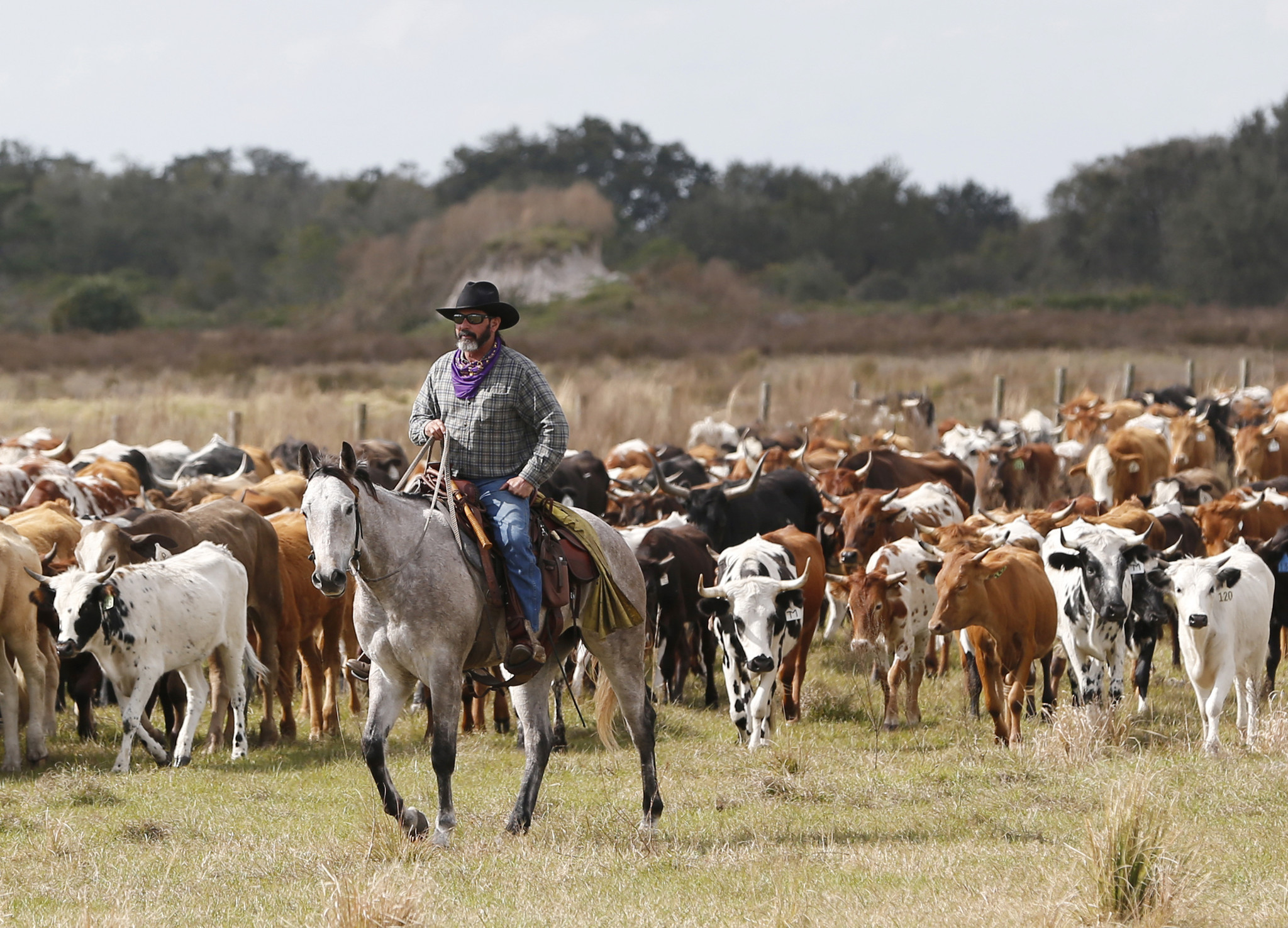 Osceola cattle drive highlights Florida's cowboy history - Orlando ...