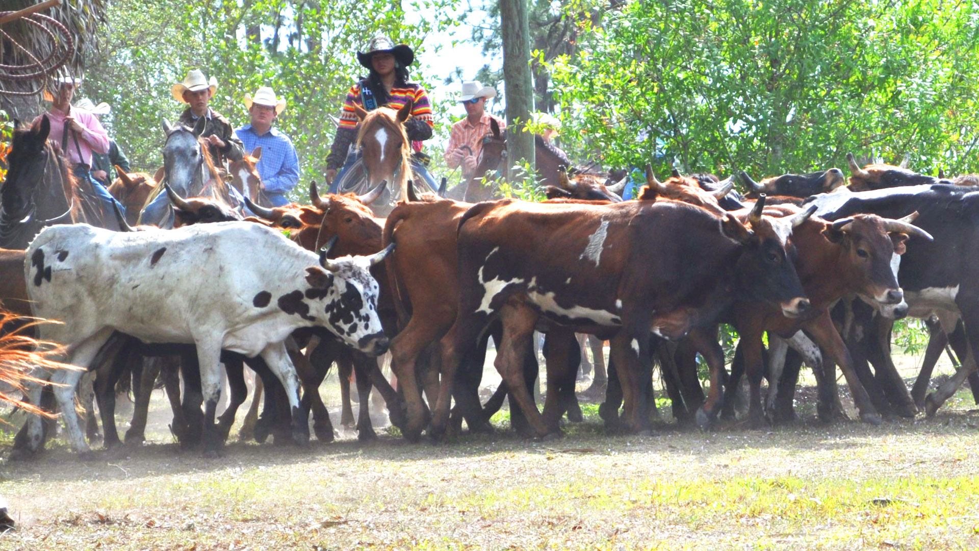 Immokalee Cattle Drive & Jamboree | Collier County Museums