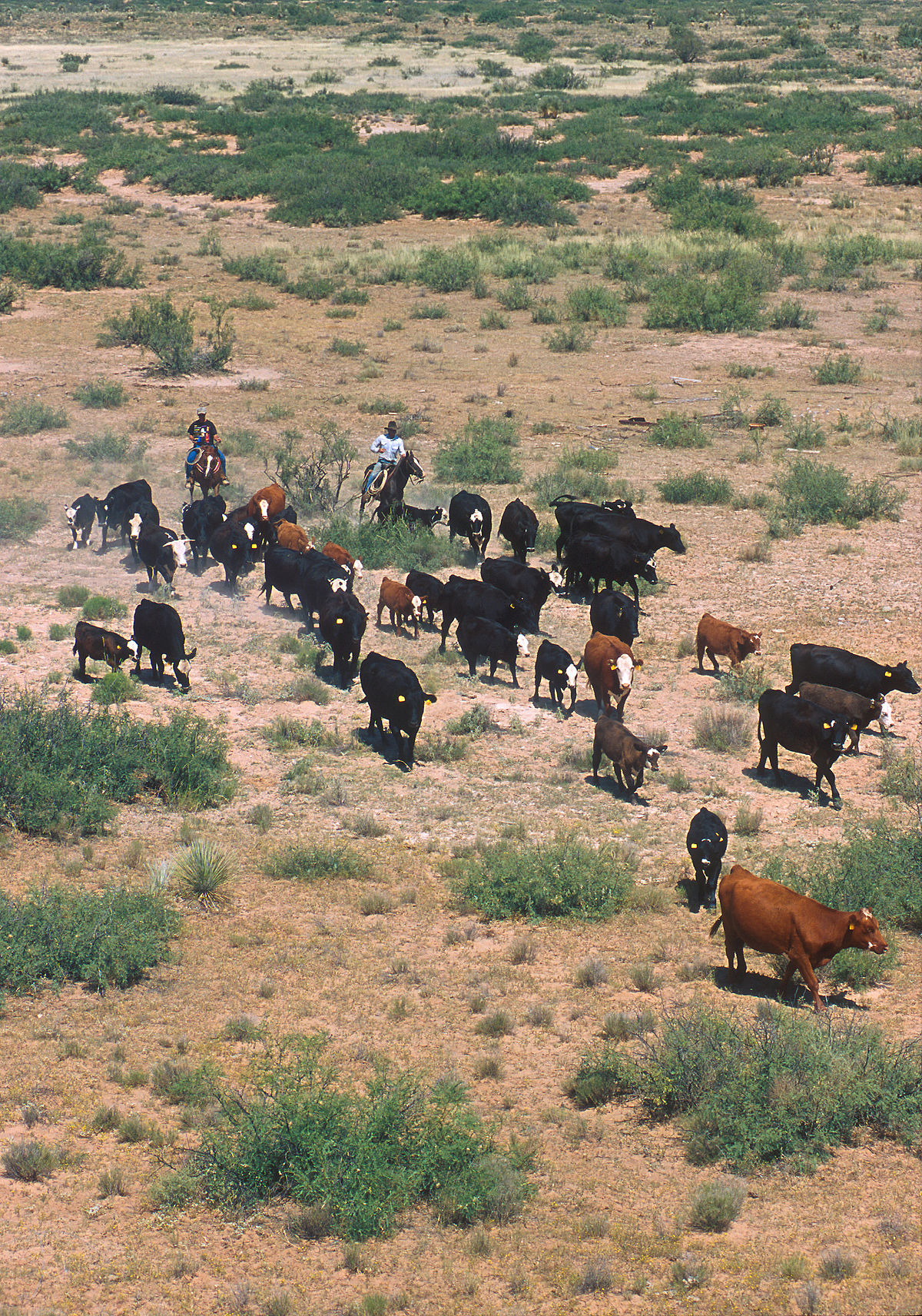Cattle drive - Wikipedia