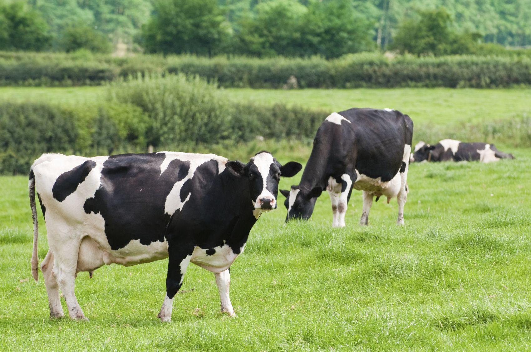 Cow farm photo