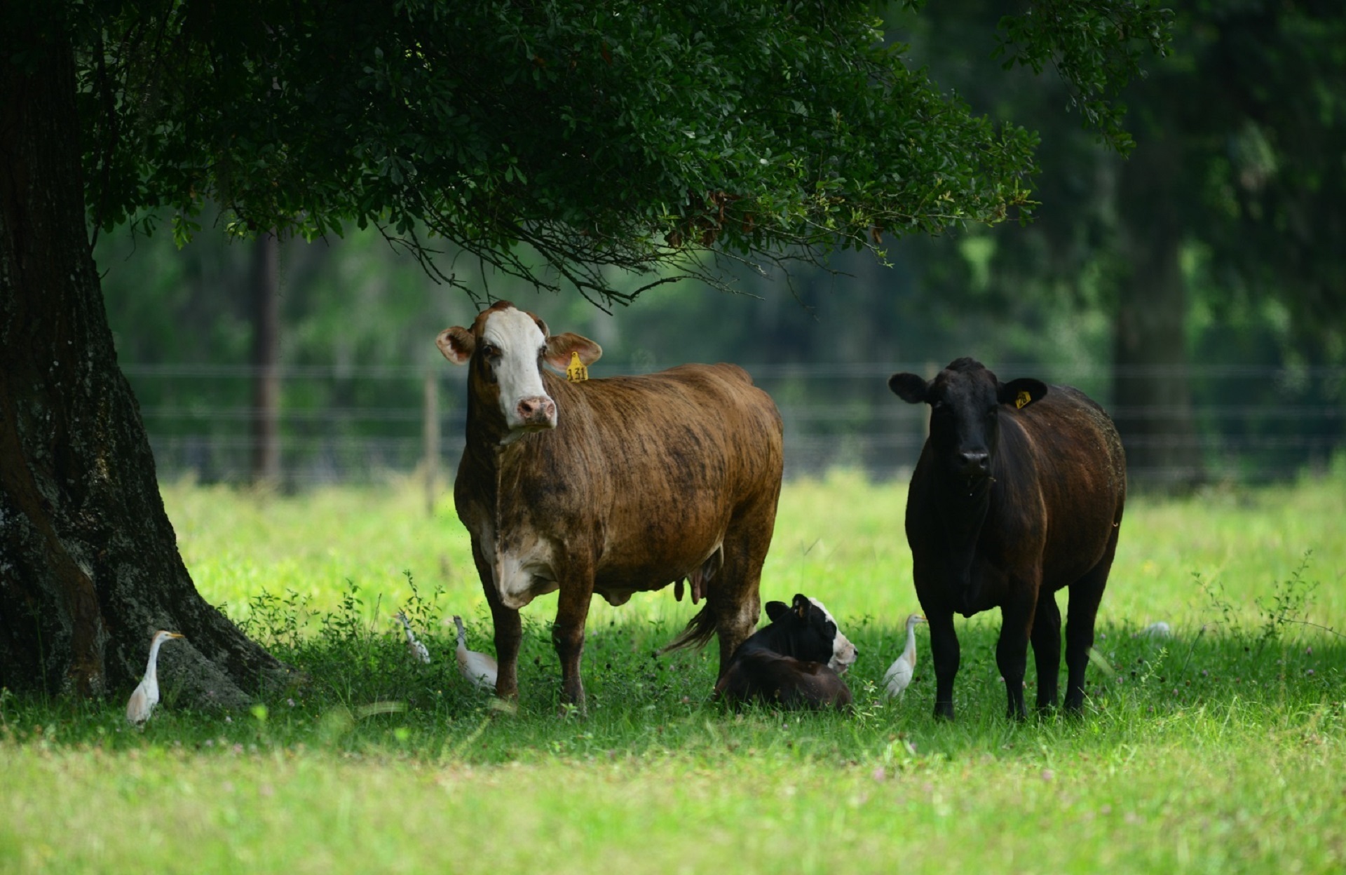 Cattle farm photo