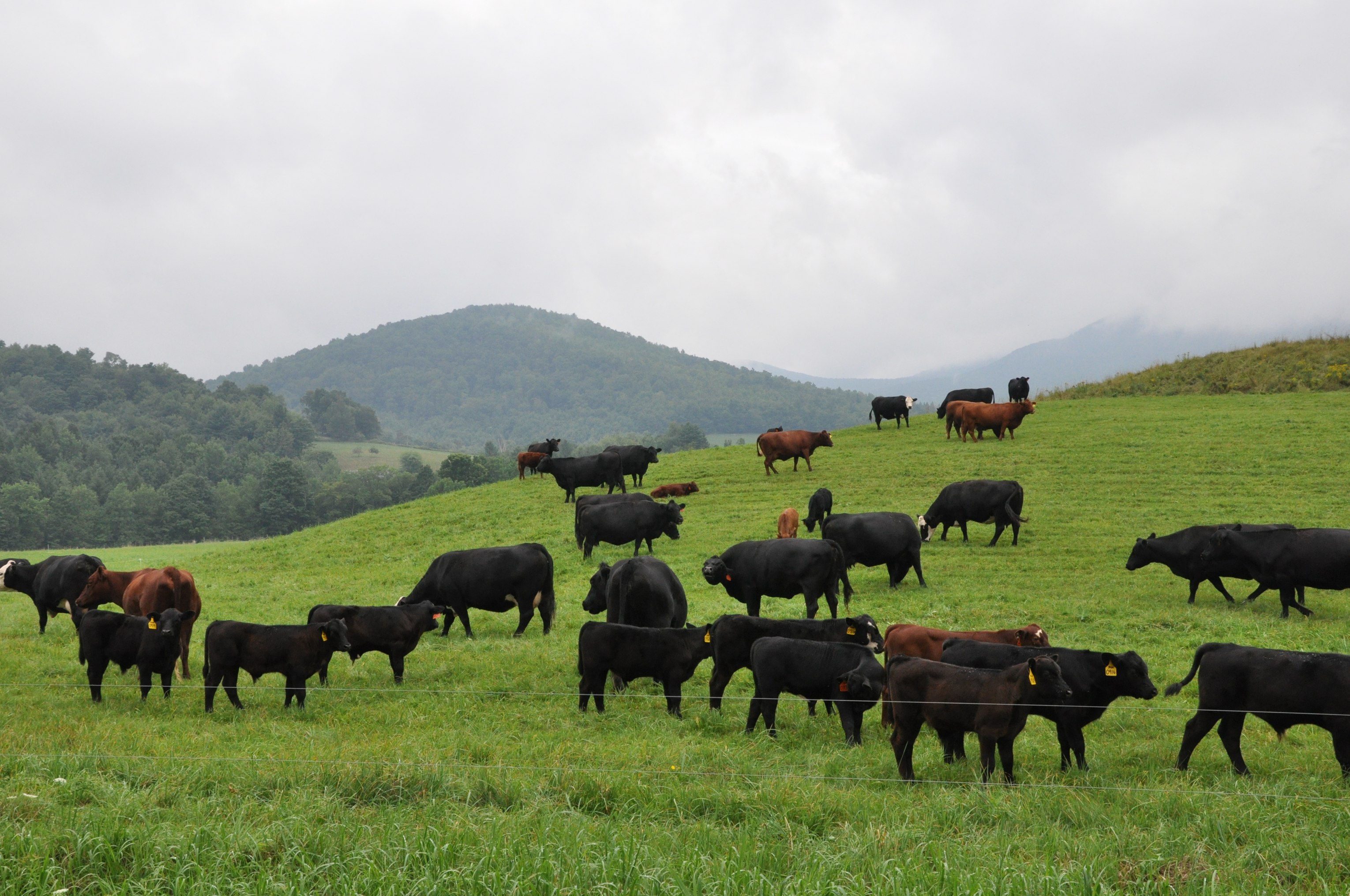 Cows on farmland photo