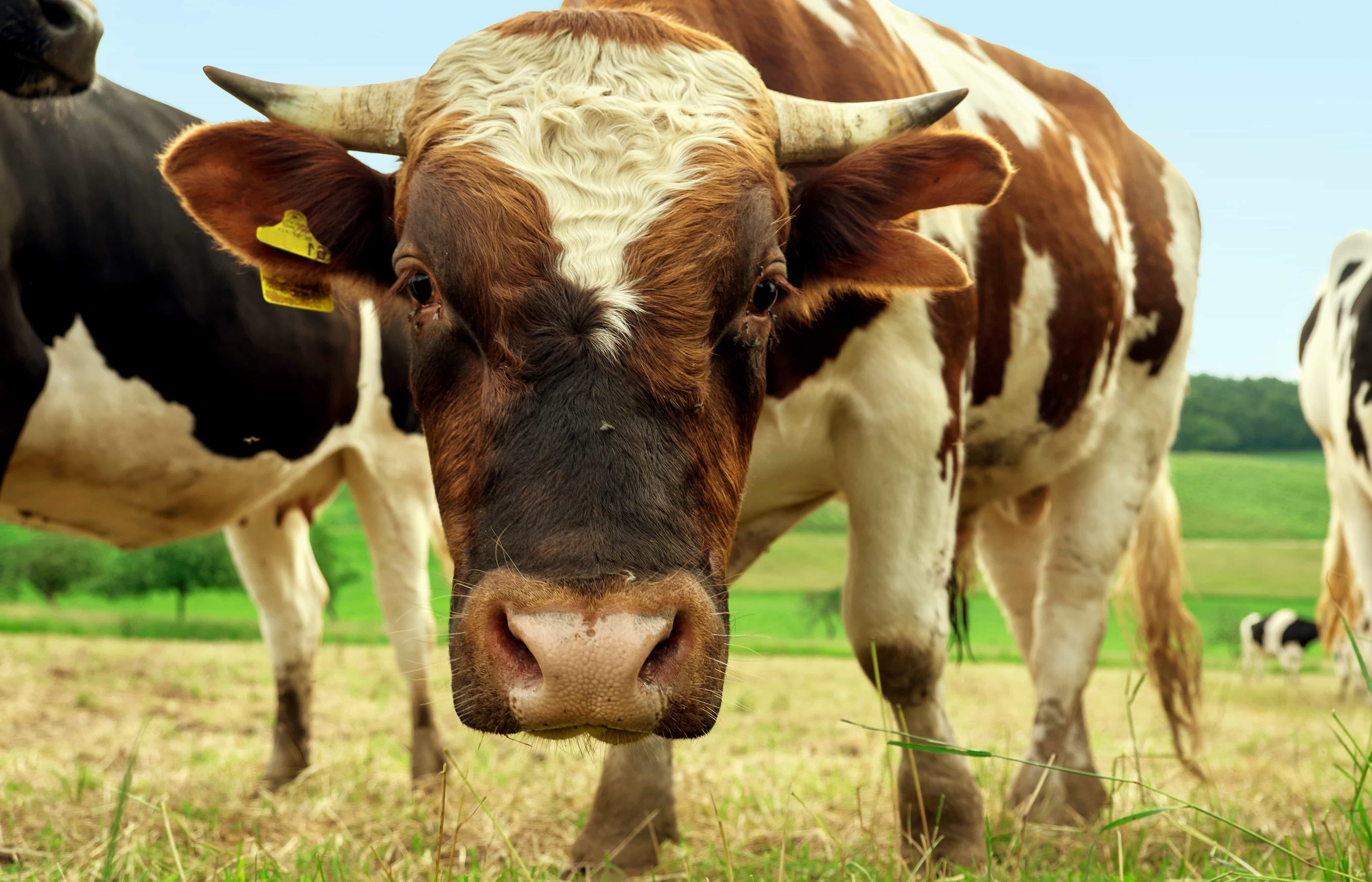 Free picture: cow, grass, livestock, farmland, cattle, farm, agriculture