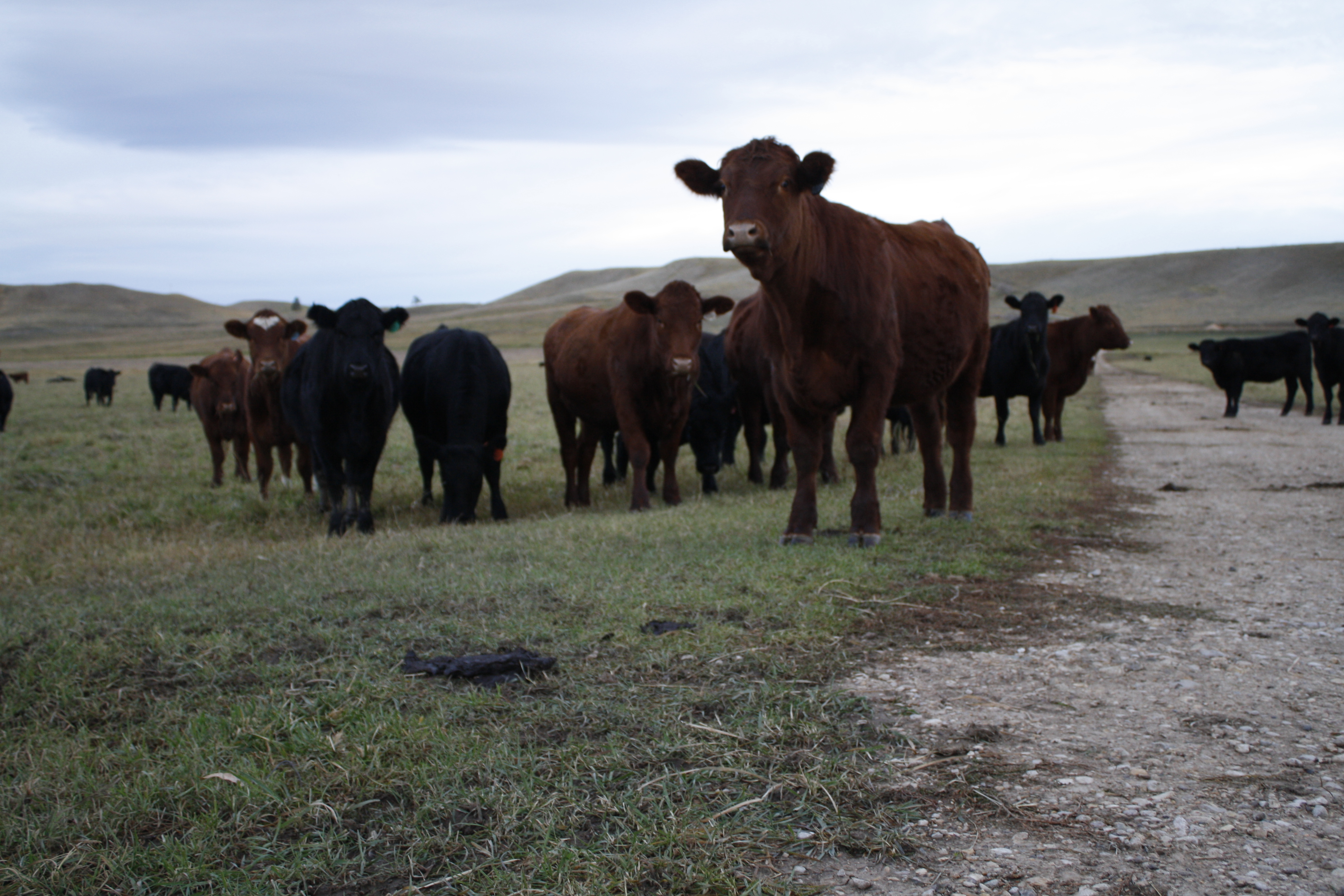 Cattle Ranch | Padlock Ranch