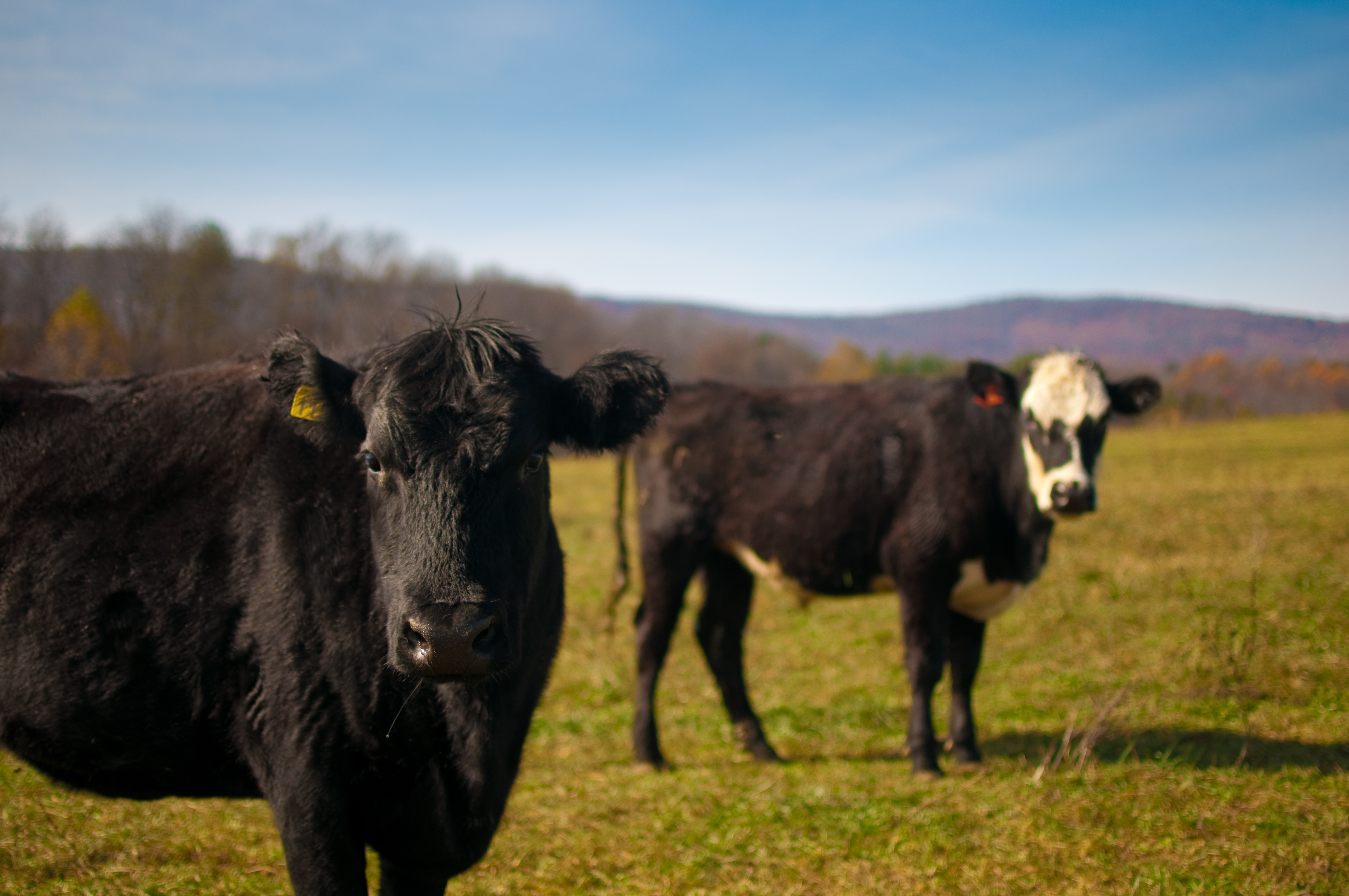 File:Beef cattle, Polyface Farm.jpg - Wikimedia Commons