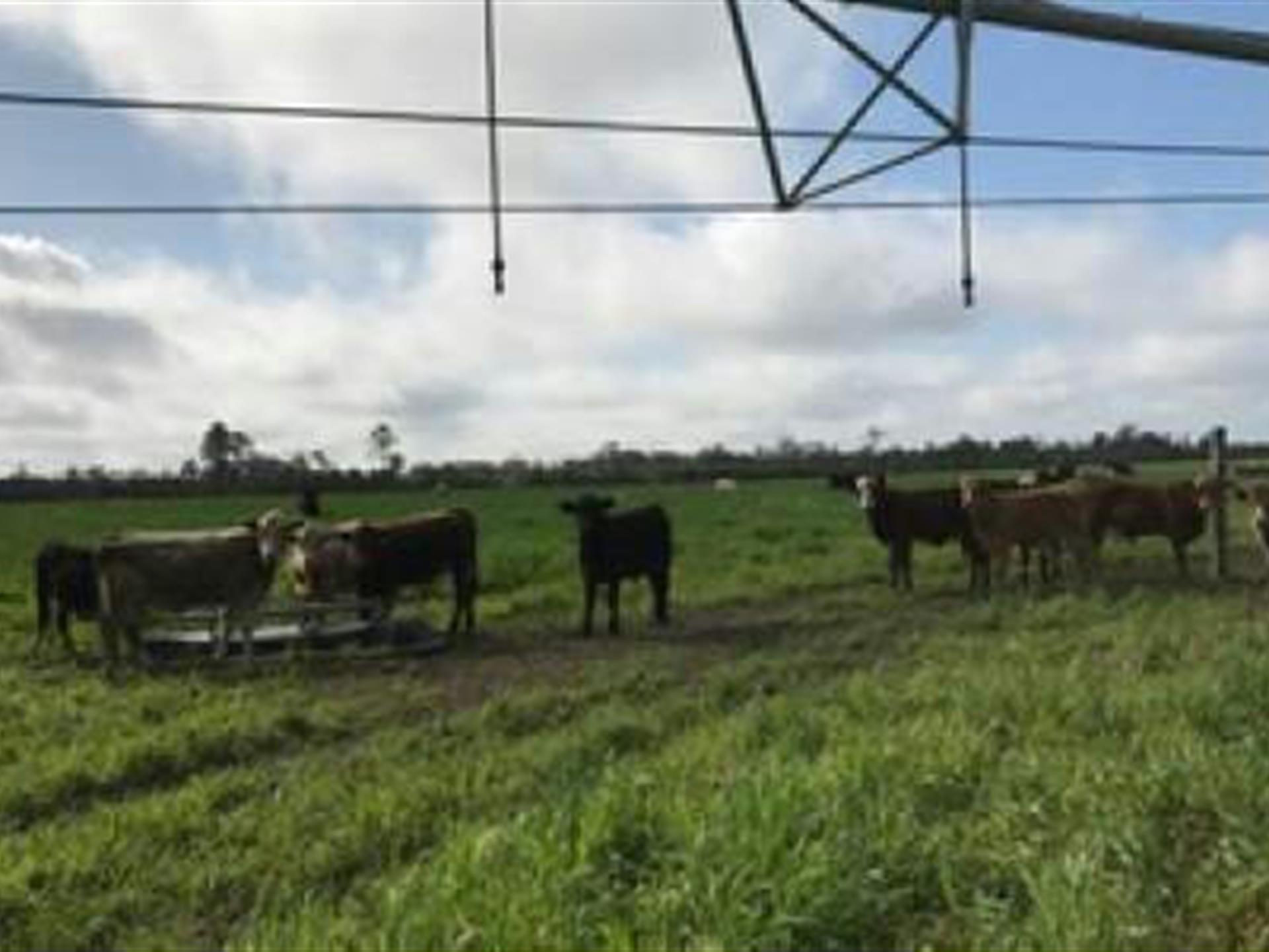 496 Acre Working Cattle Farm : Farm for Sale : Live Oak : Suwannee ...