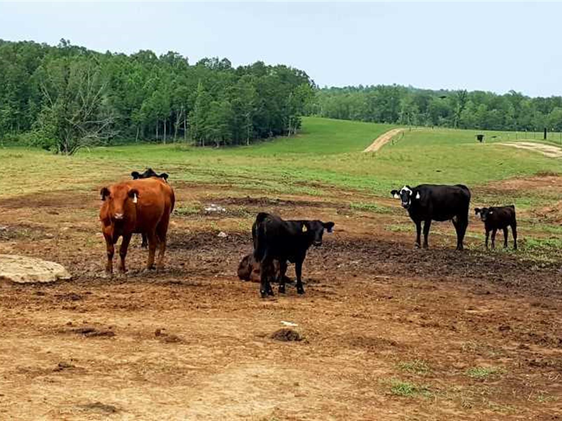 400 Acre Chalk Creek Cattle Farm : Ranch for Sale : Savannah ...