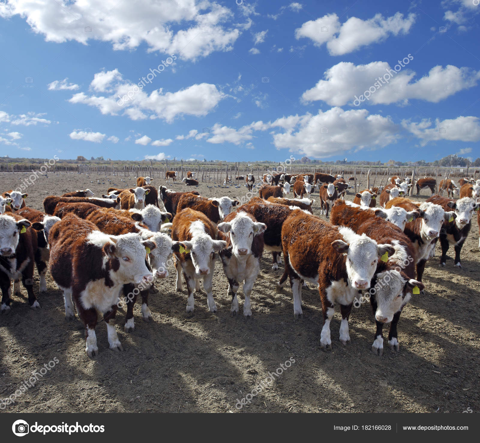 Cows Hereford Cattle Farm — Stock Photo © rocharibeiro #182166028
