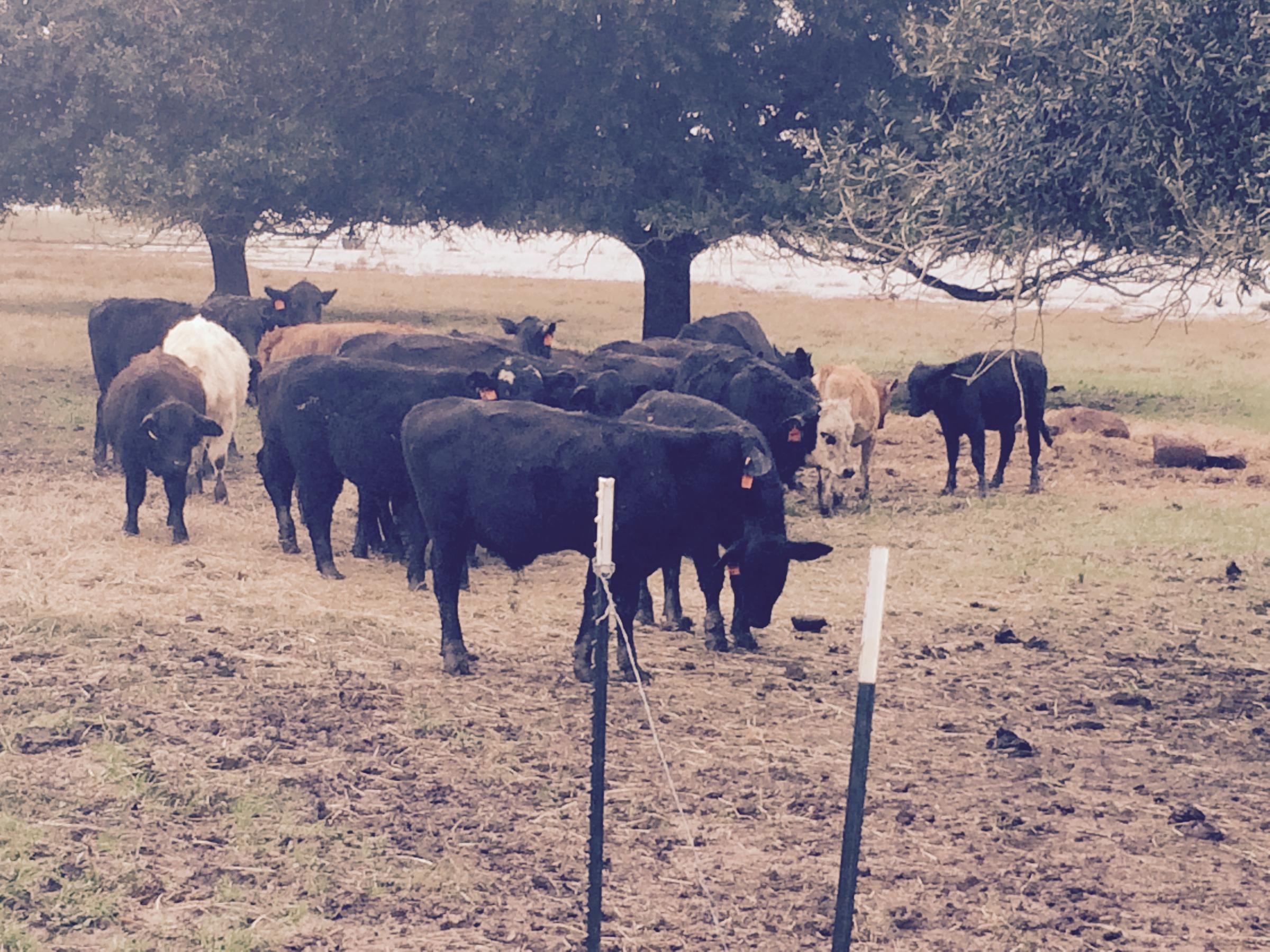 Flood Recovery: Tragedy Strikes Twice For Louisiana Cattle Farm | WWNO
