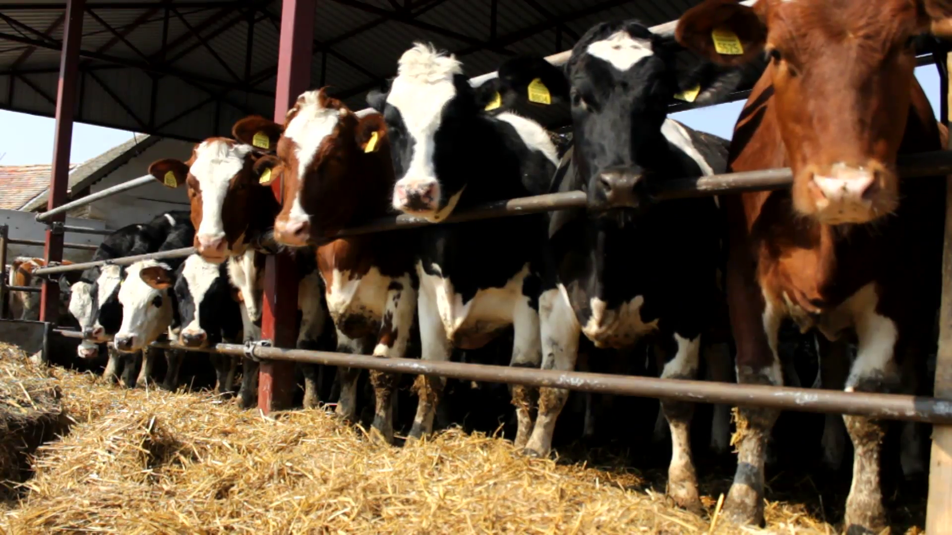 Cattle farm in Ranch Stock Video Footage - VideoBlocks