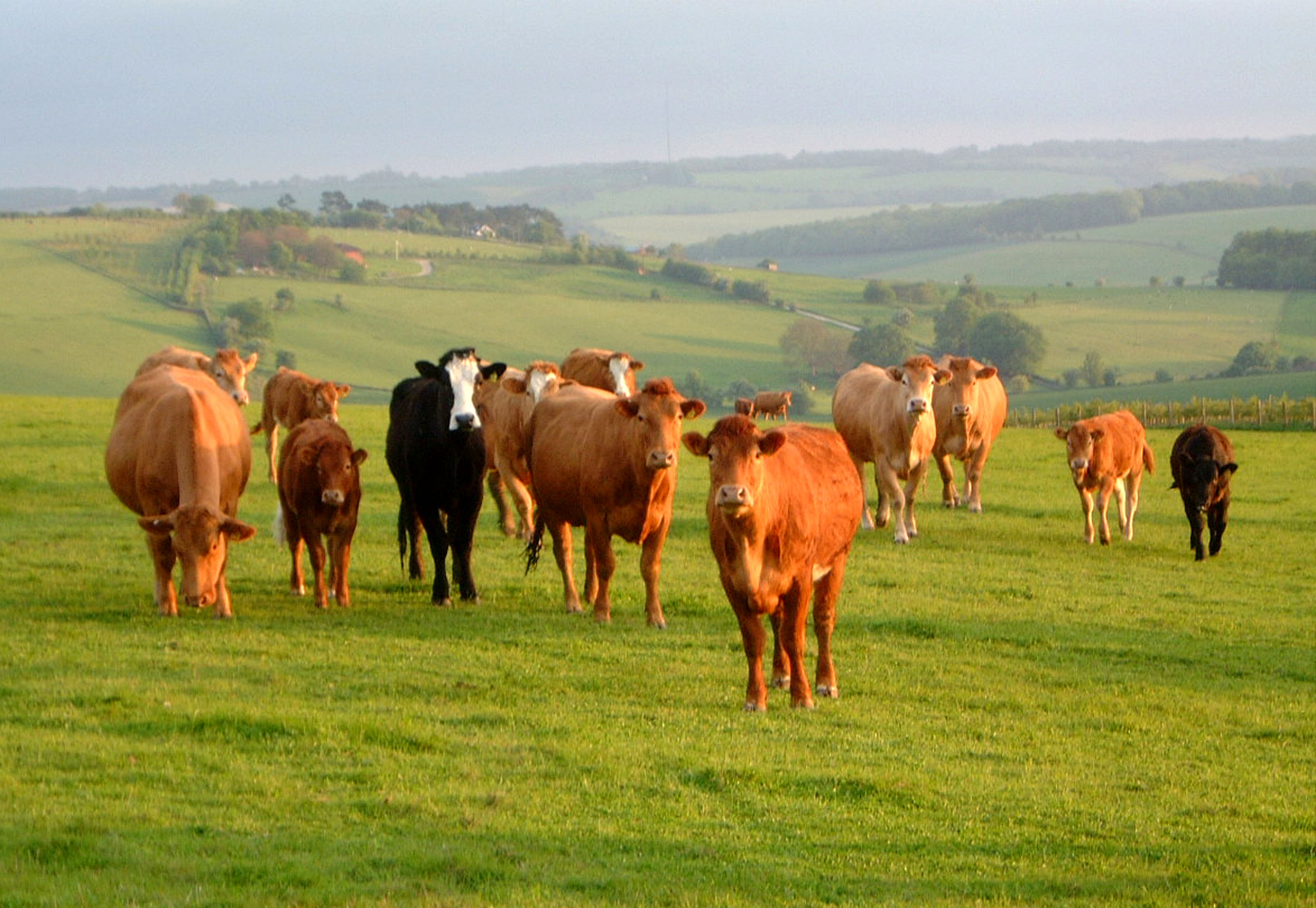 Cattle – Agro Feed Industries (BD) Ltd