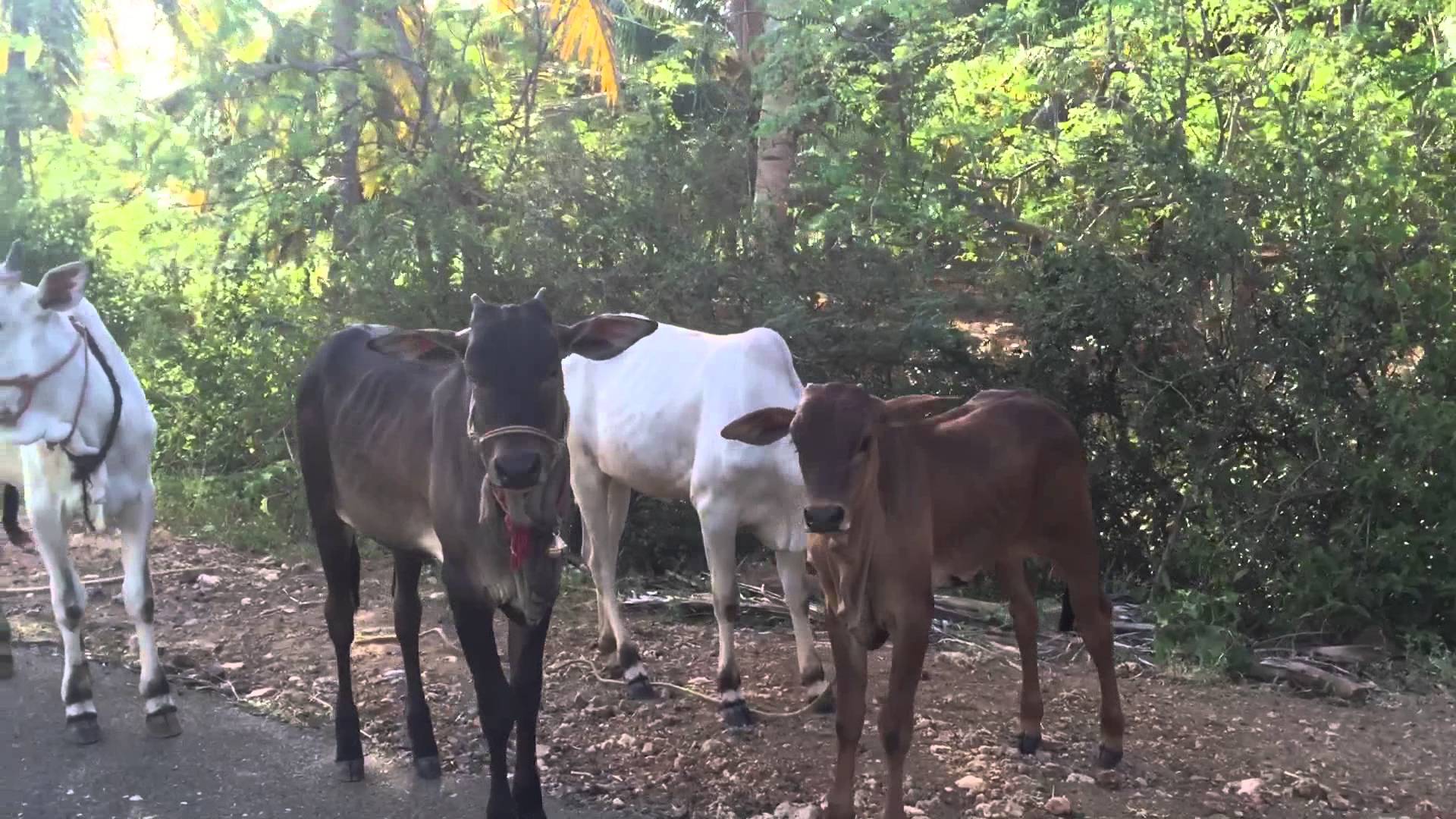 Raja Nataraj kangayam cattle farm - YouTube