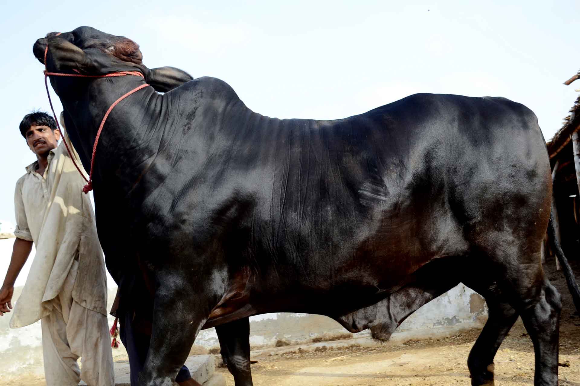 Vorson Cattle Farm Karachi - Cow Cattle Farm